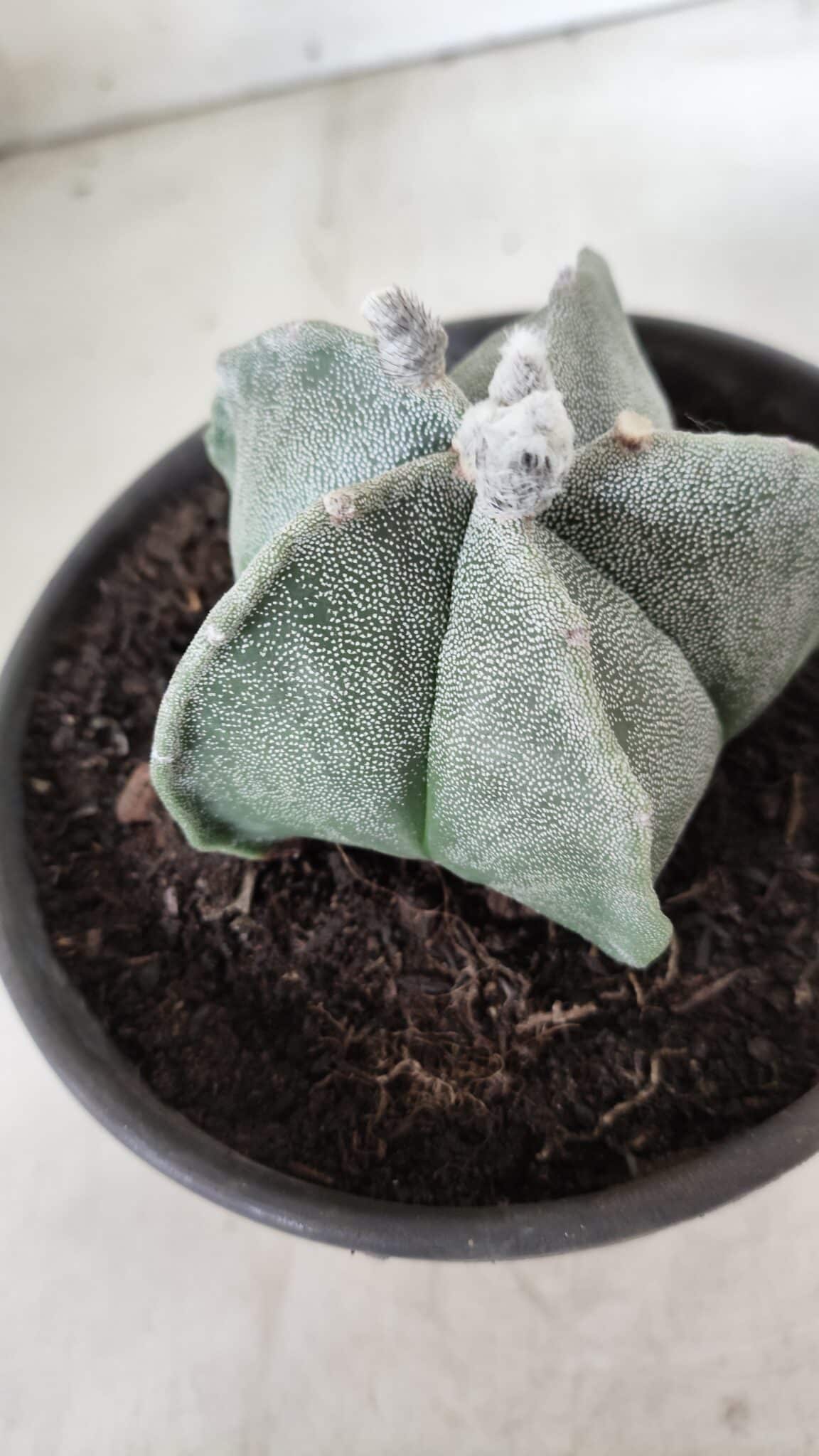 ASTROPHYTUM MYRIOSTIGMA Nº 640 – vaso 15