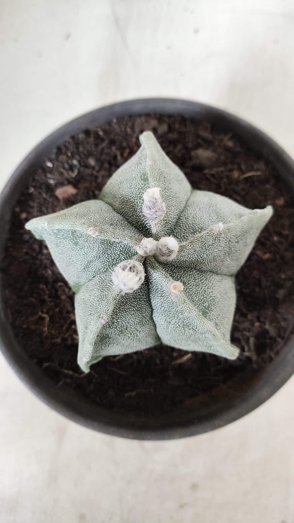 ASTROPHYTUM MYRIOSTIGMA Nº 640 – vaso 15