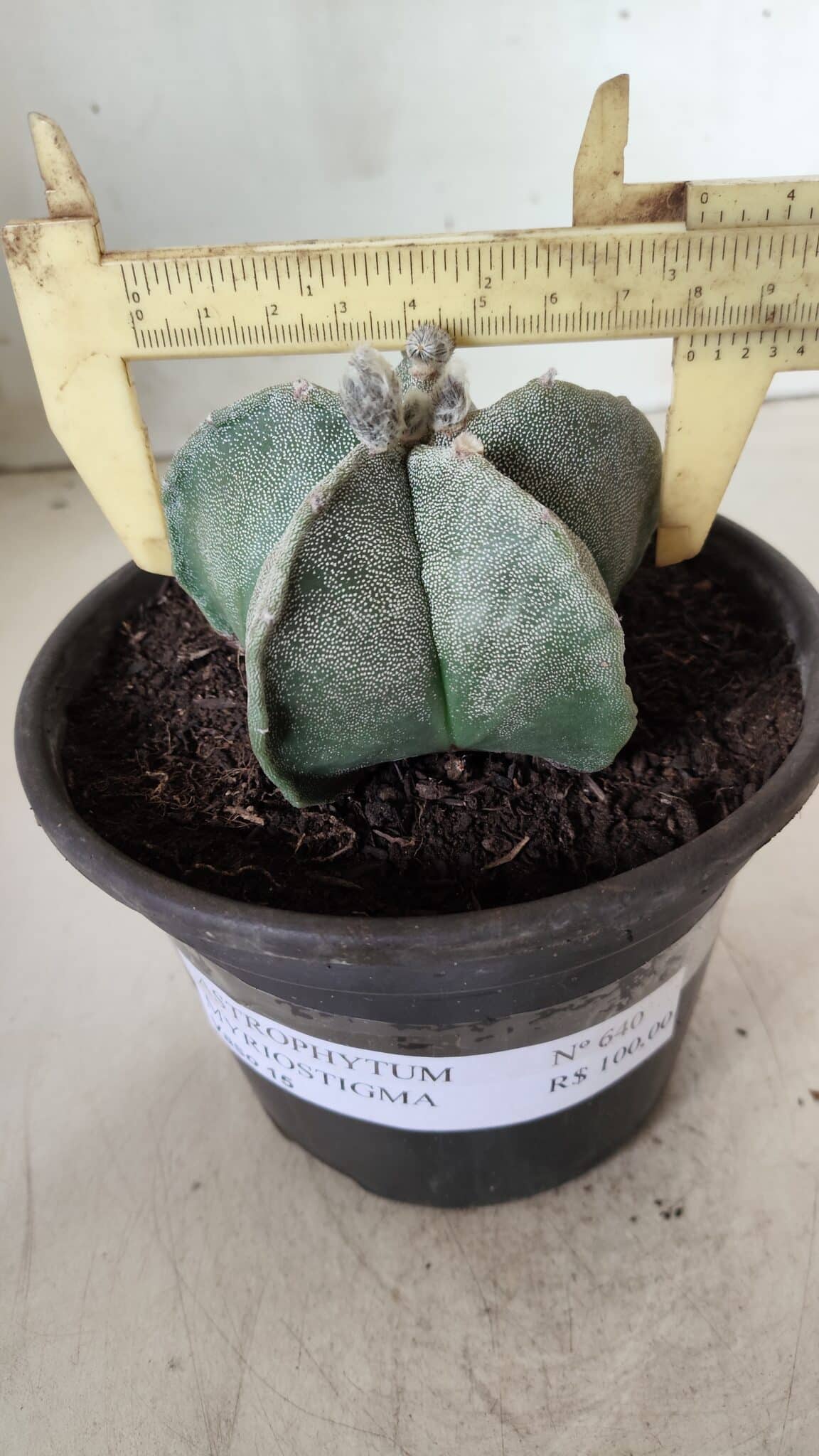 ASTROPHYTUM MYRIOSTIGMA Nº 640 – vaso 15