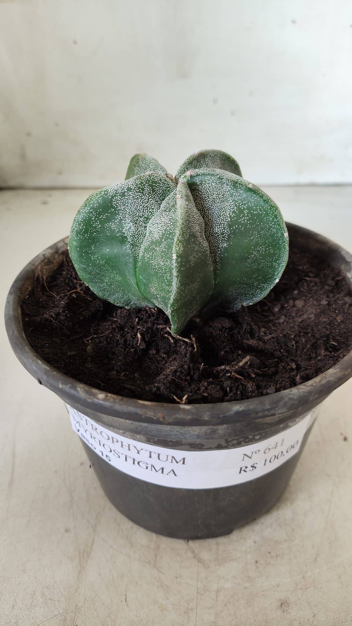 ASTROPHYTUM MYRIOSTIGMA Nº 641 – vaso 15