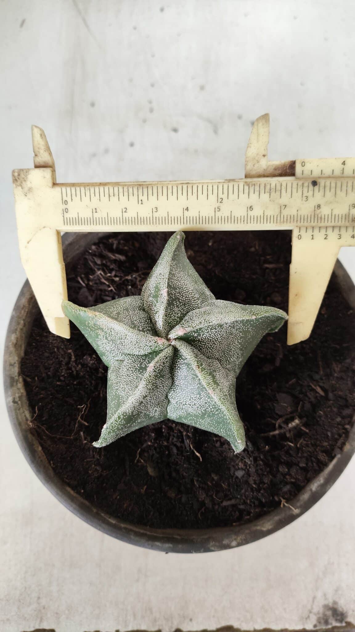ASTROPHYTUM MYRIOSTIGMA Nº 641 – vaso 15