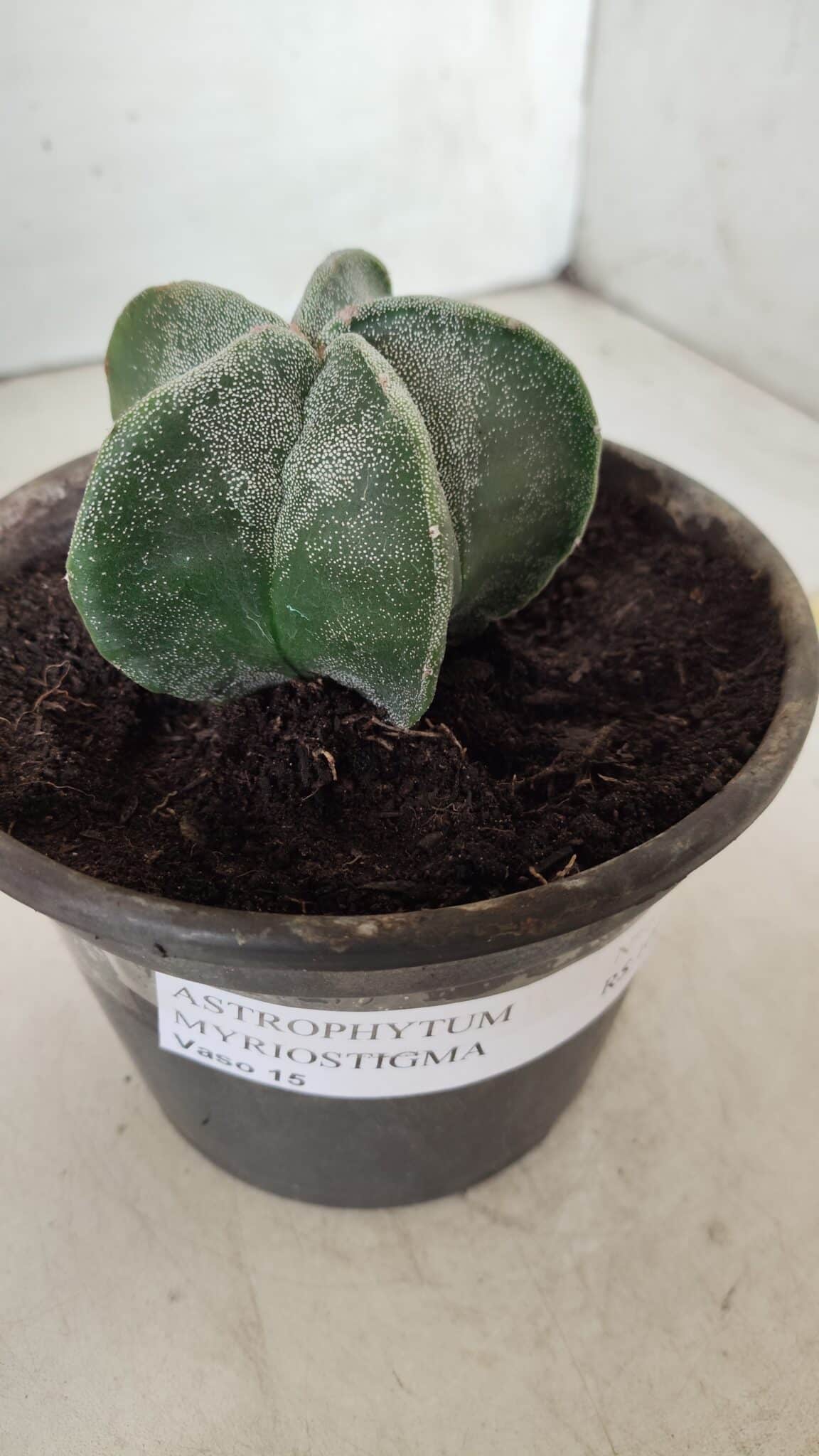 ASTROPHYTUM MYRIOSTIGMA Nº 641 – vaso 15