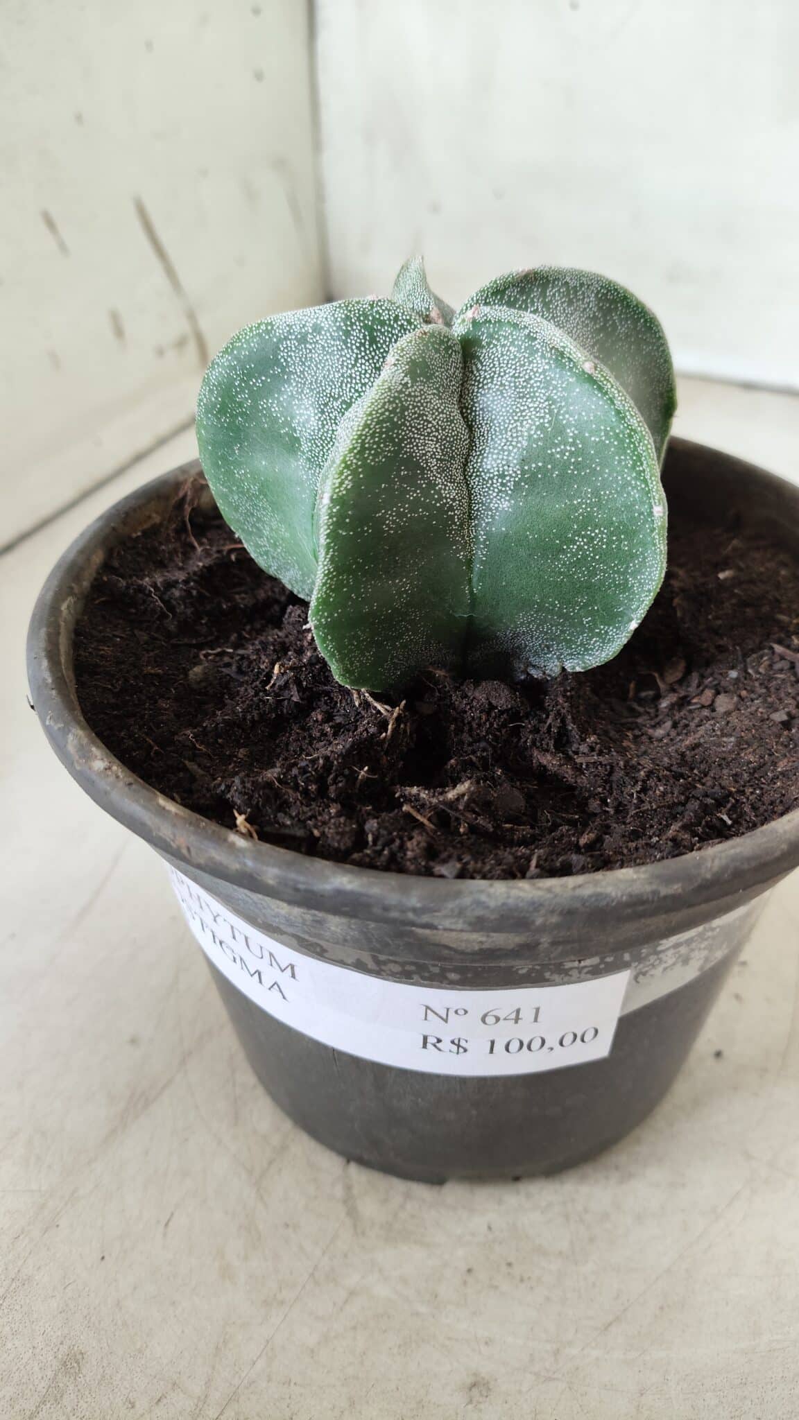 ASTROPHYTUM MYRIOSTIGMA Nº 641 – vaso 15