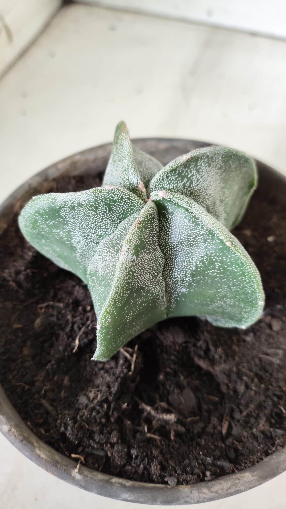 ASTROPHYTUM MYRIOSTIGMA Nº 641 – vaso 15