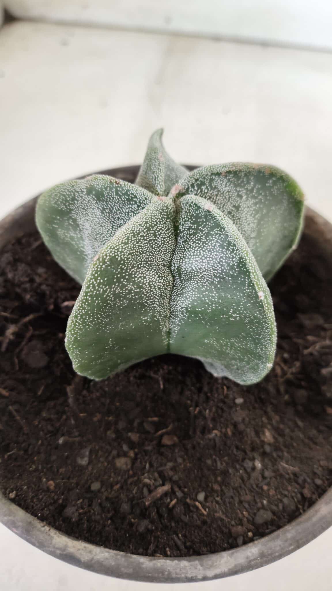 ASTROPHYTUM MYRIOSTIGMA Nº 641 – vaso 15