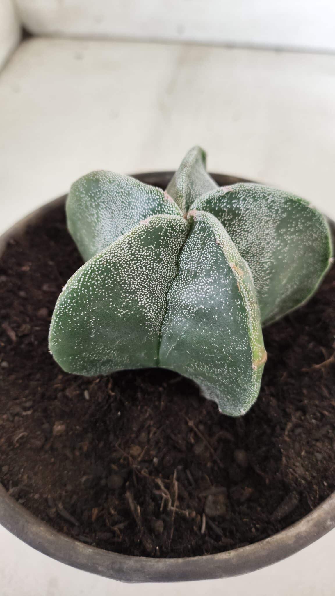 ASTROPHYTUM MYRIOSTIGMA Nº 641 – vaso 15