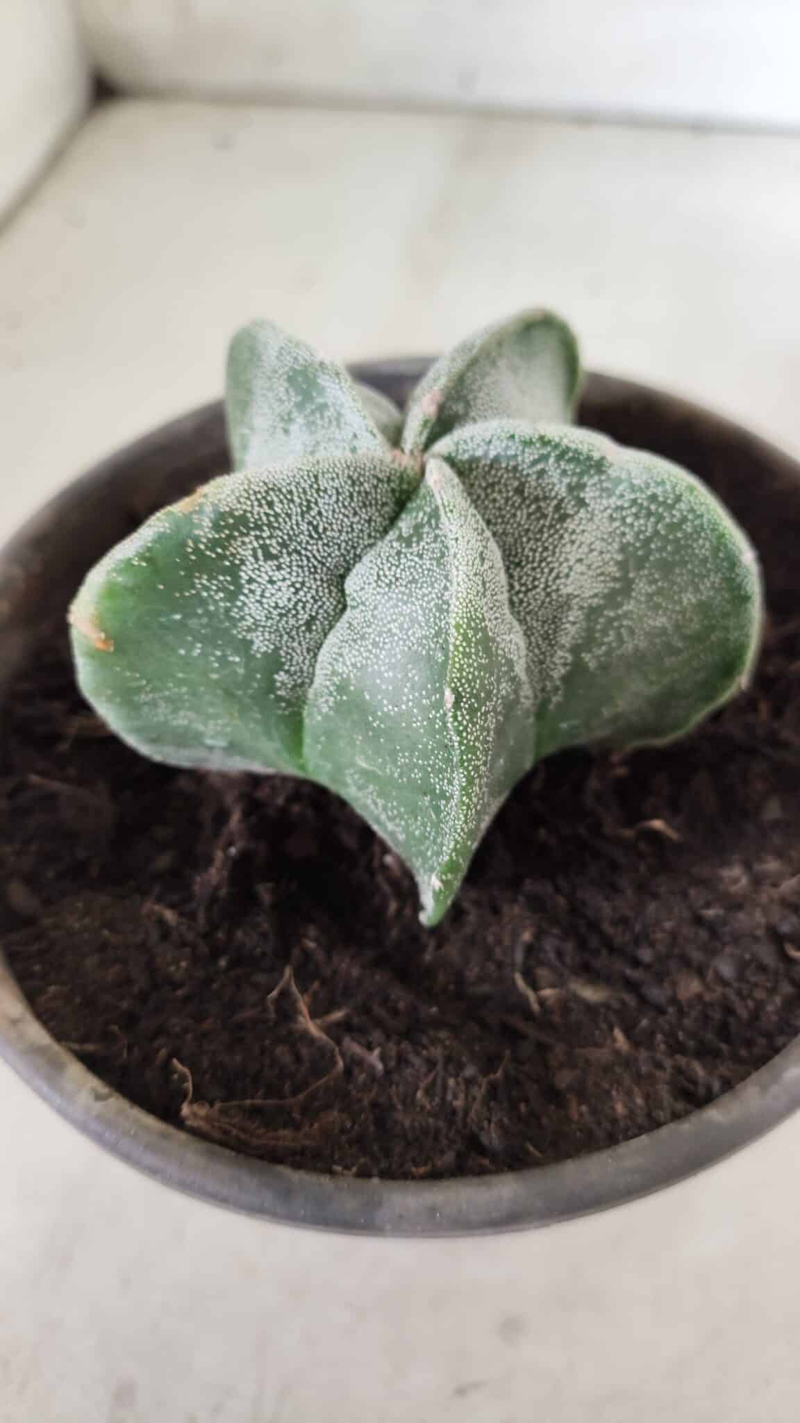 ASTROPHYTUM MYRIOSTIGMA Nº 641 – vaso 15