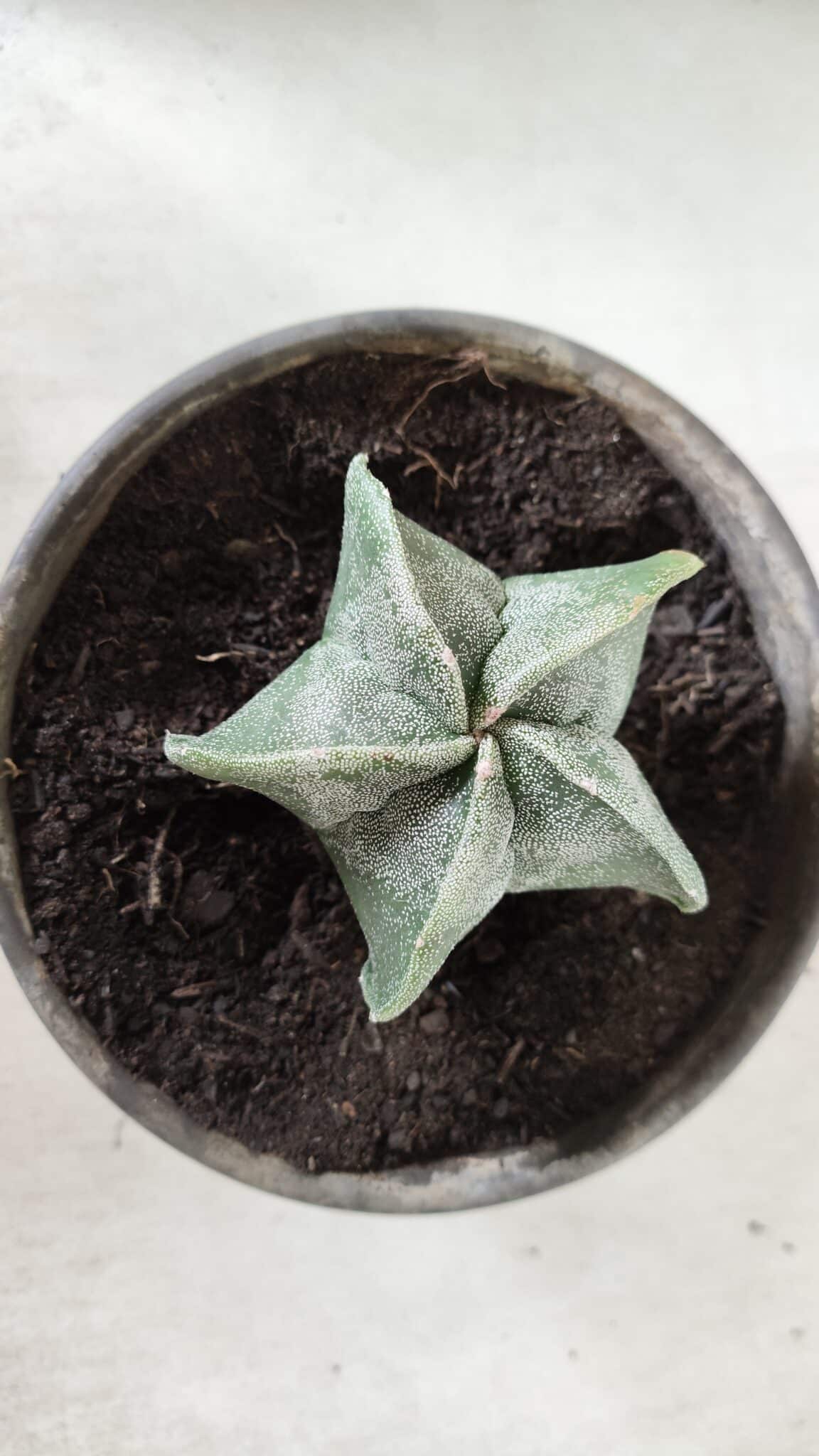 ASTROPHYTUM MYRIOSTIGMA Nº 641 – vaso 15