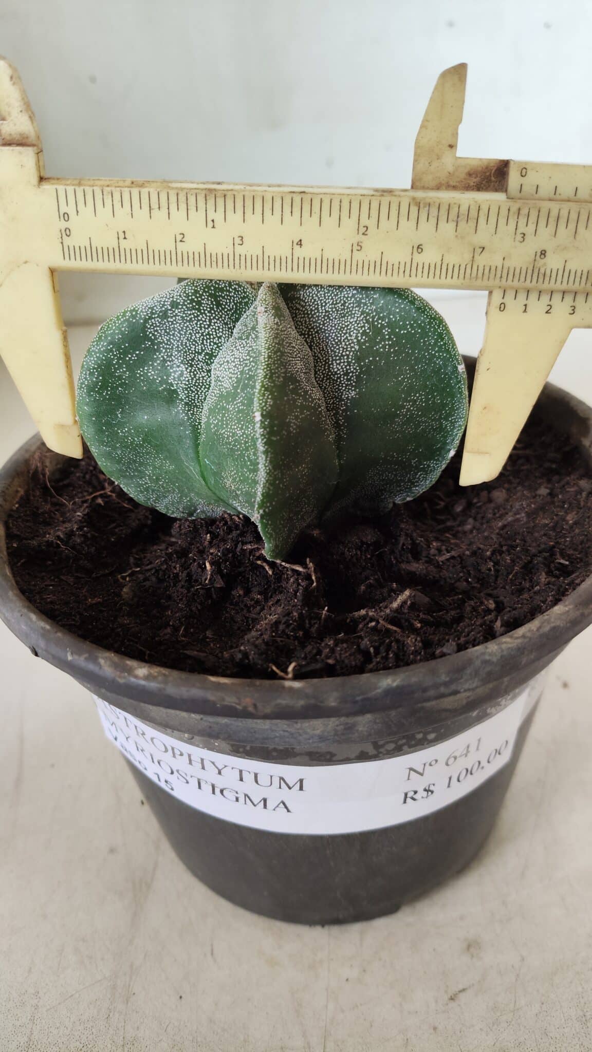 ASTROPHYTUM MYRIOSTIGMA Nº 641 – vaso 15