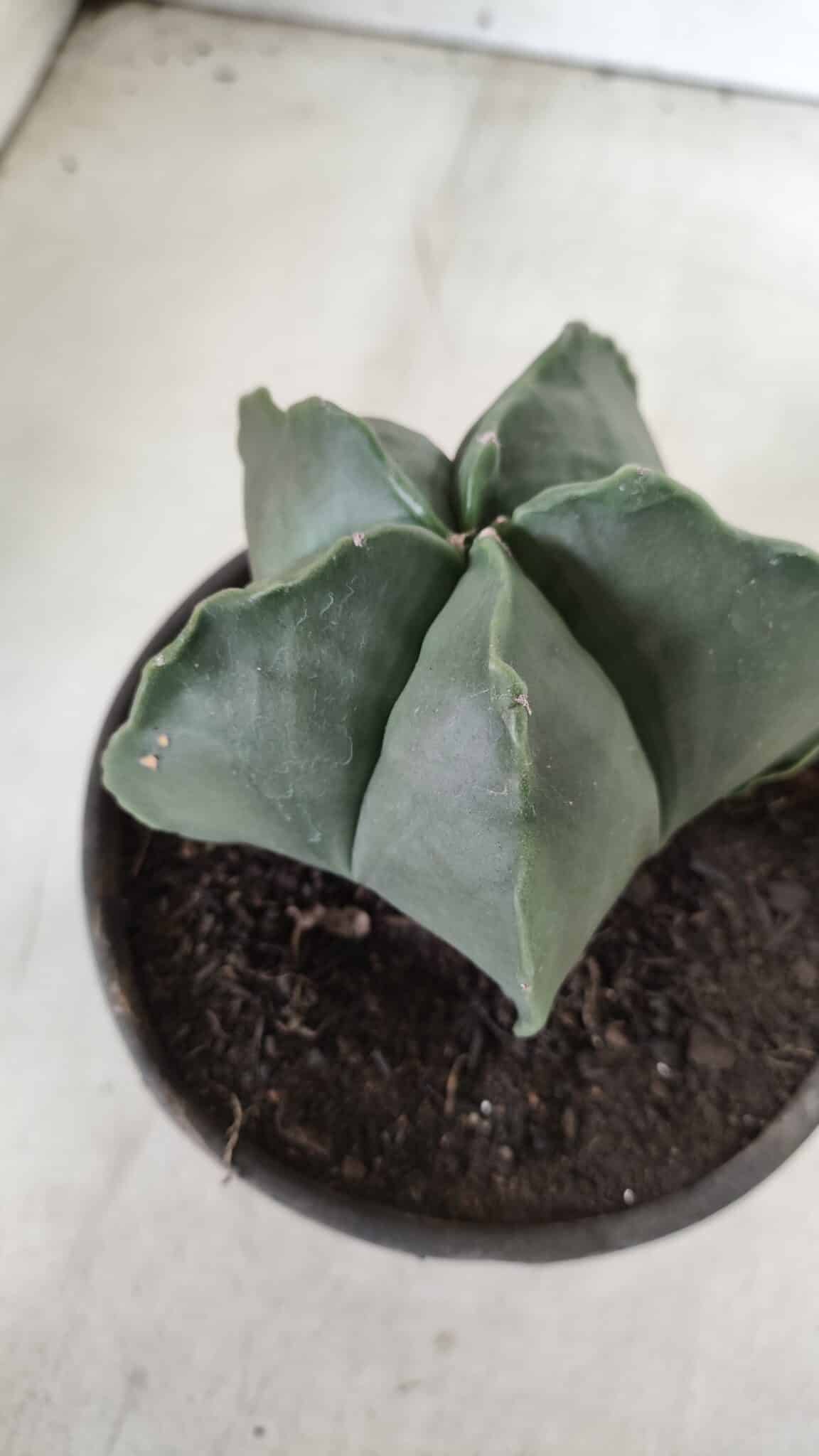 ASTROPHYTUM MYRIOSTIGMA "Nudum" Nº 643 – vaso 15