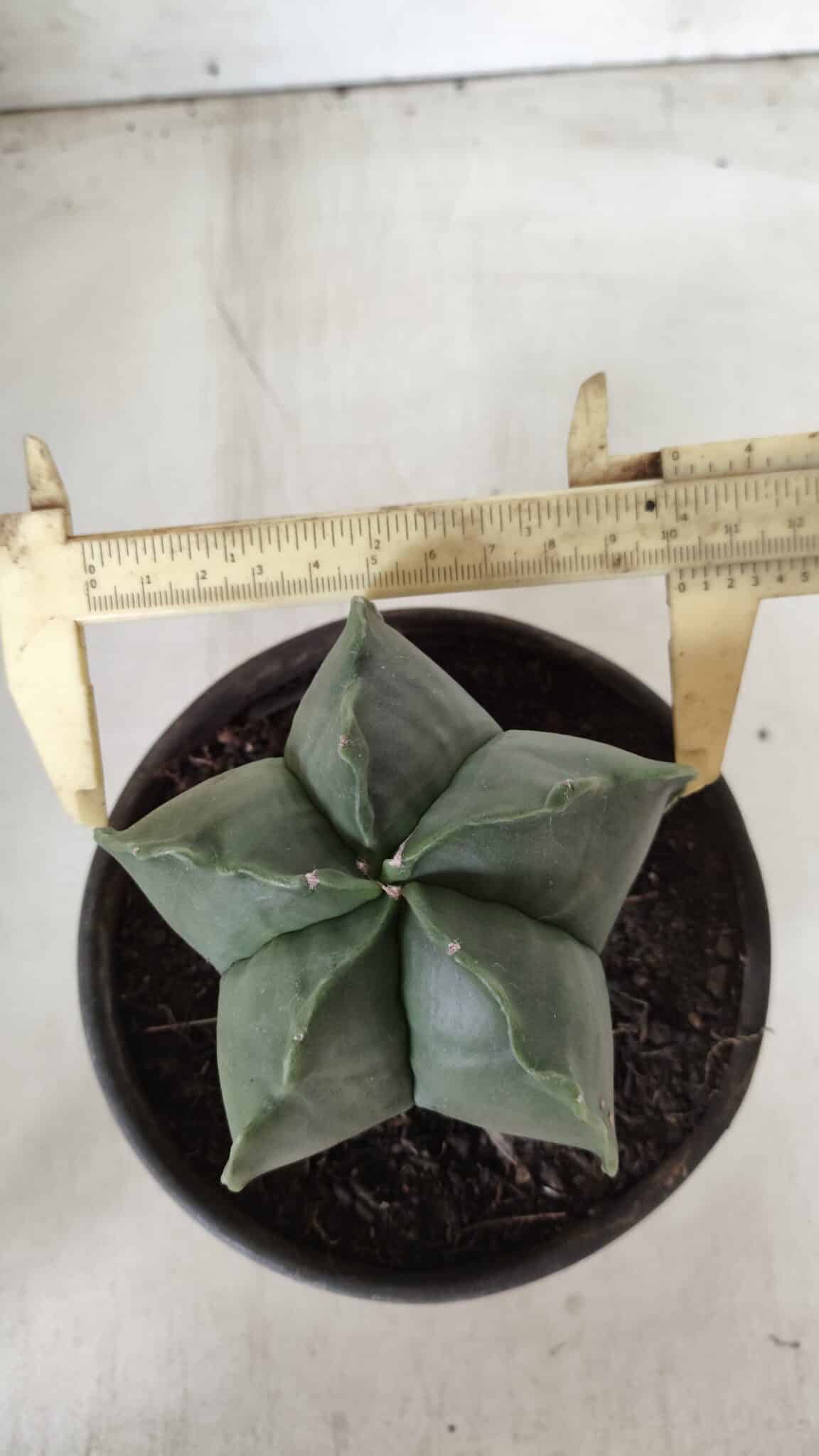 ASTROPHYTUM MYRIOSTIGMA "Nudum" Nº 643 – vaso 15