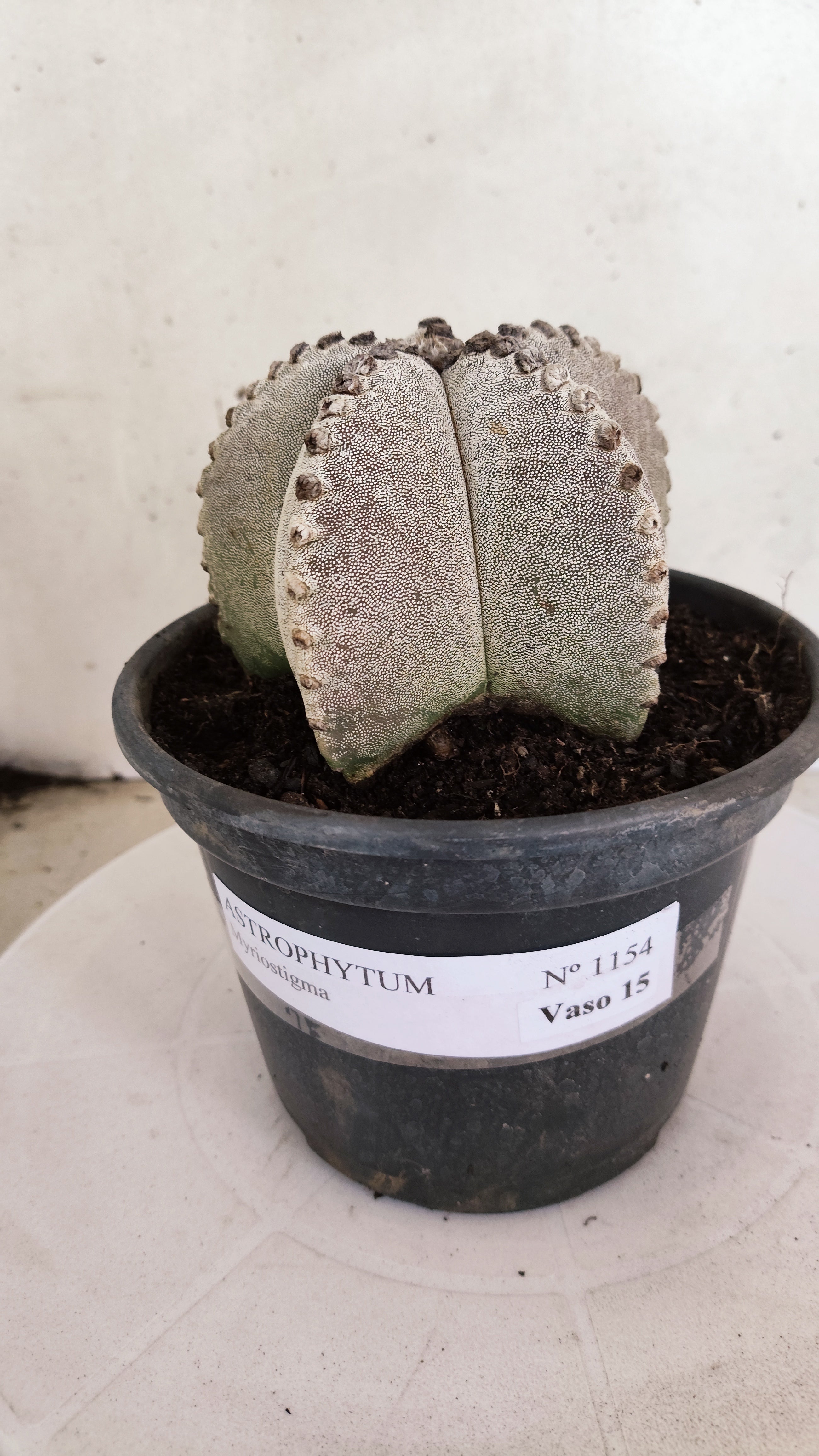 ASTROPHYTUM MYRIOSTIGMA   Nº 1154  – vaso 15