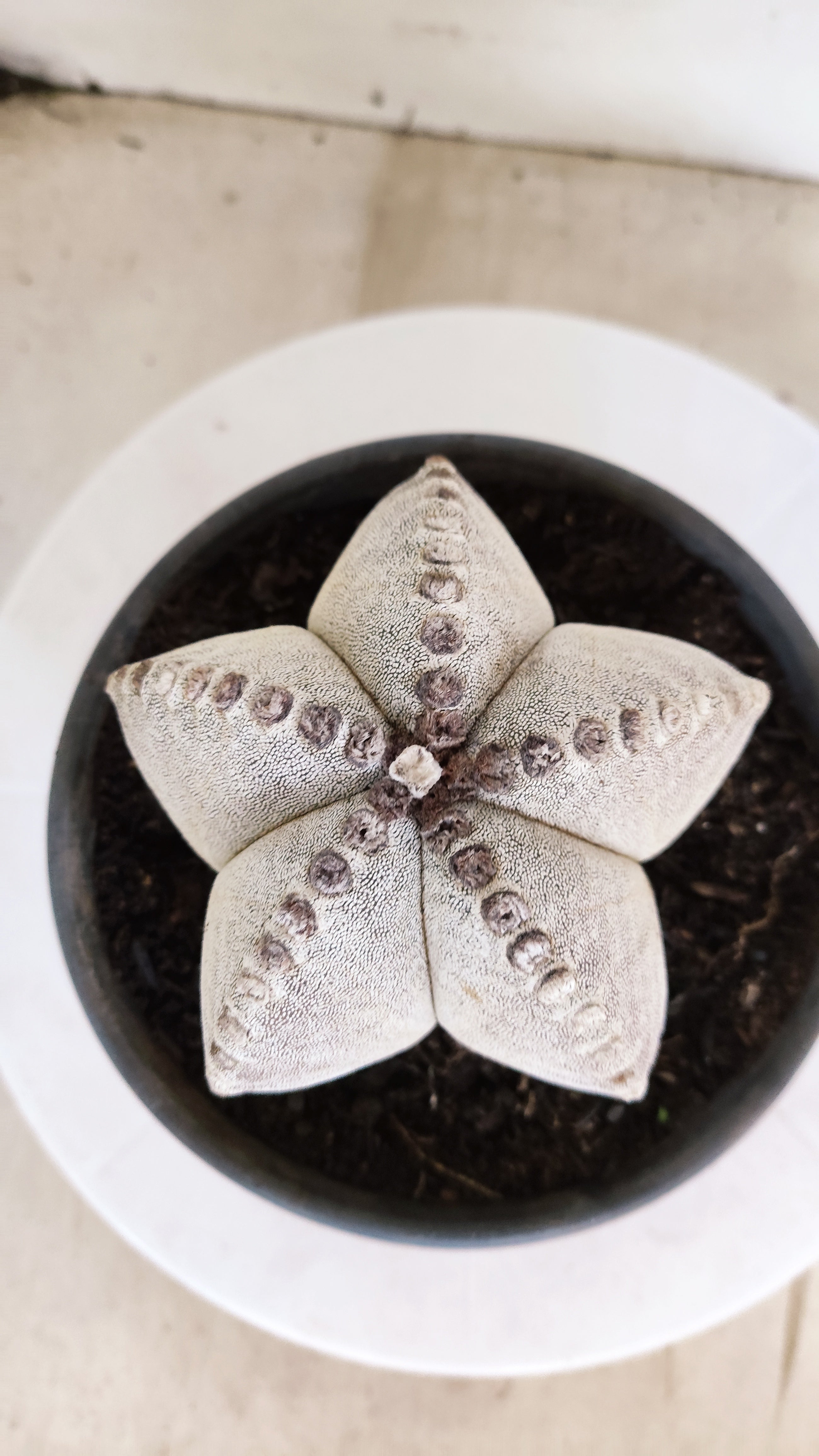 ASTROPHYTUM MYRIOSTIGMA   Nº 1154  – vaso 15
