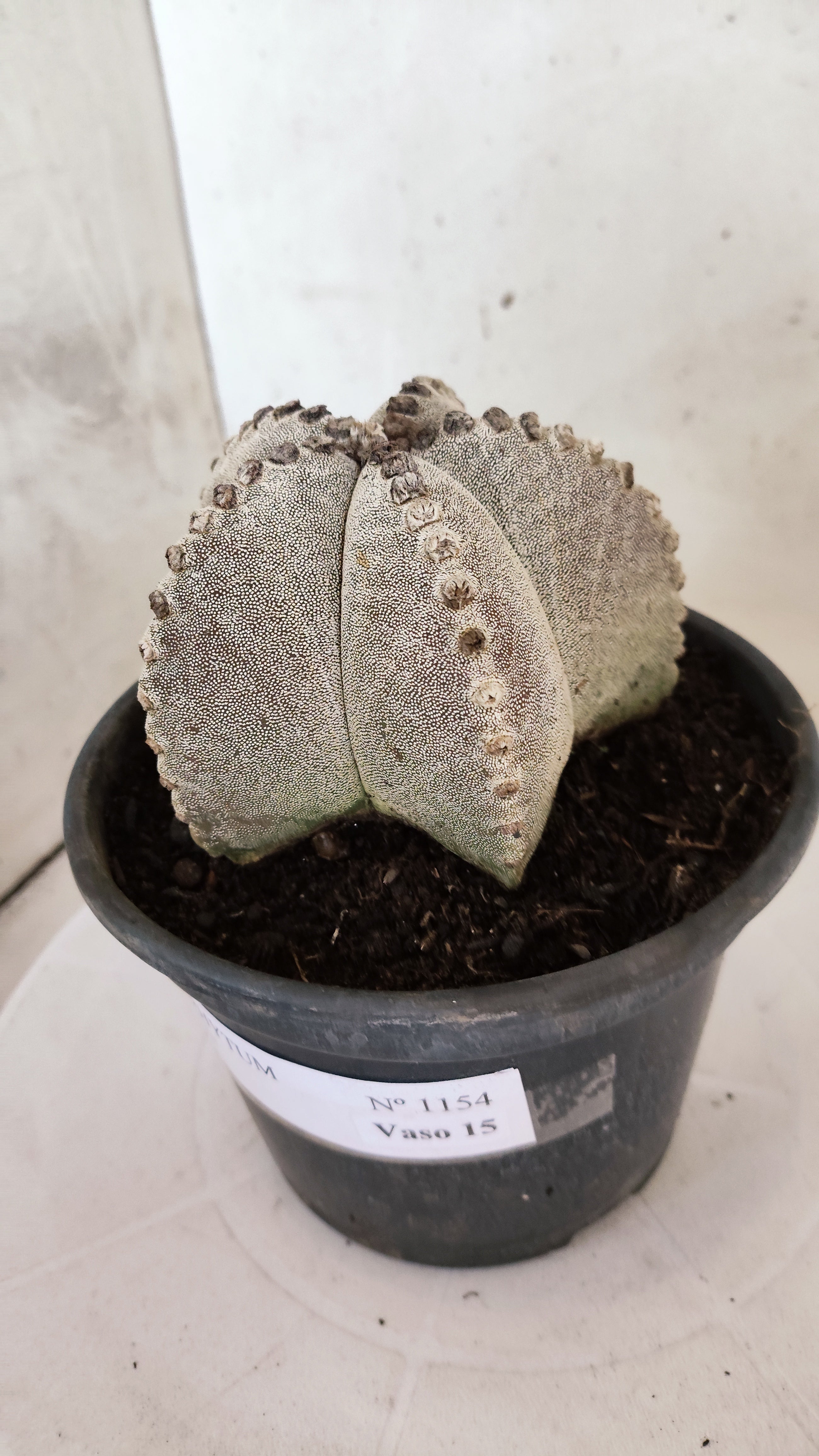 ASTROPHYTUM MYRIOSTIGMA   Nº 1154  – vaso 15