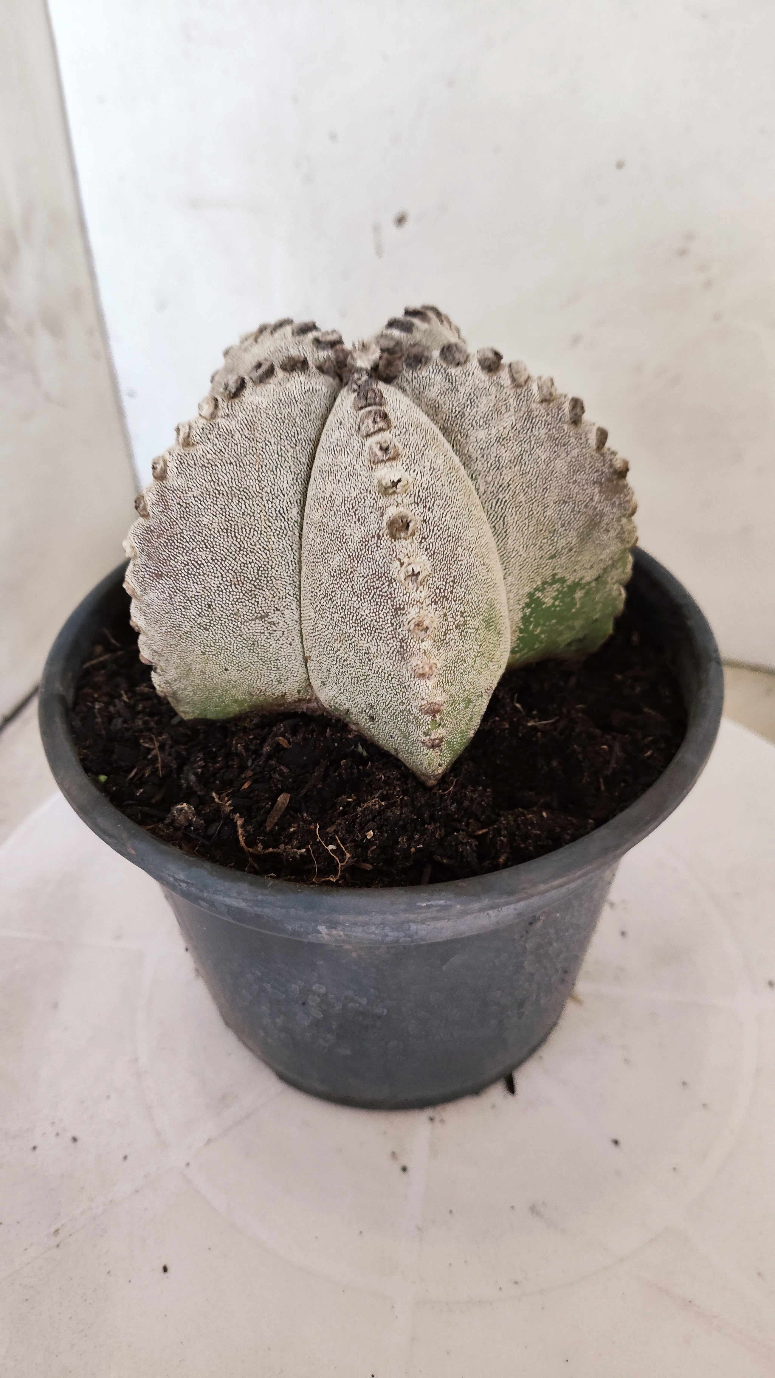ASTROPHYTUM MYRIOSTIGMA   Nº 1154  – vaso 15