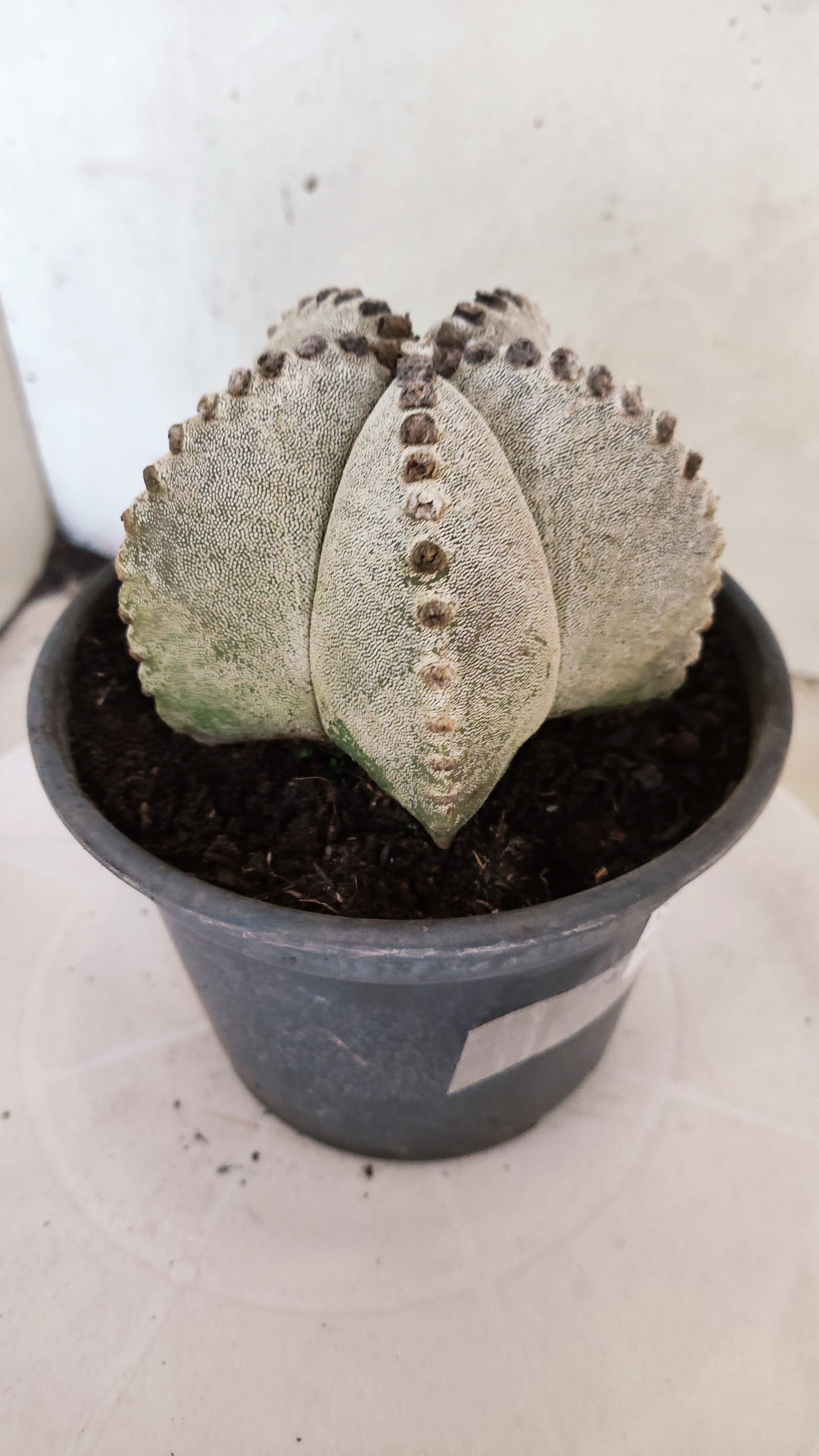 ASTROPHYTUM MYRIOSTIGMA   Nº 1154  – vaso 15