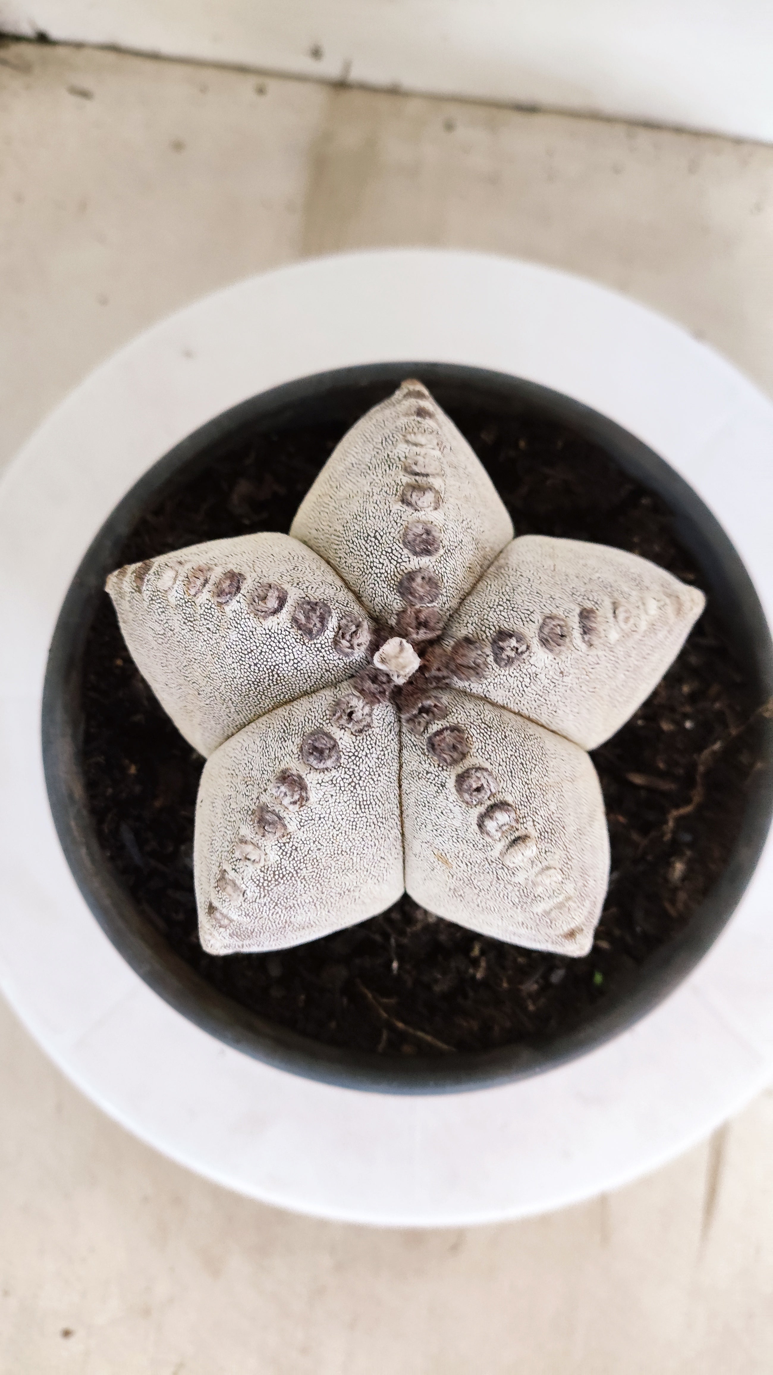 ASTROPHYTUM MYRIOSTIGMA   Nº 1154  – vaso 15