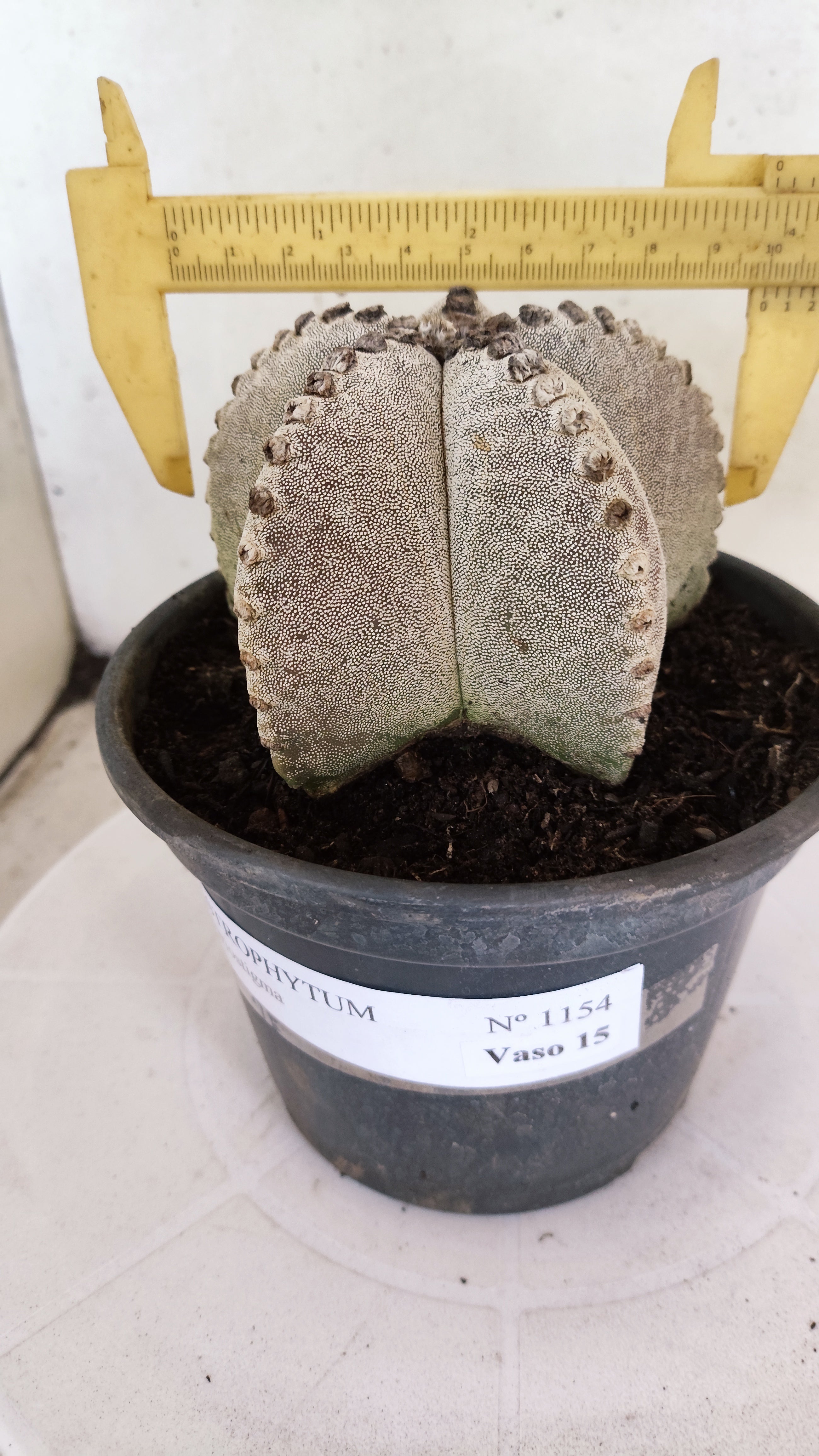 ASTROPHYTUM MYRIOSTIGMA   Nº 1154  – vaso 15