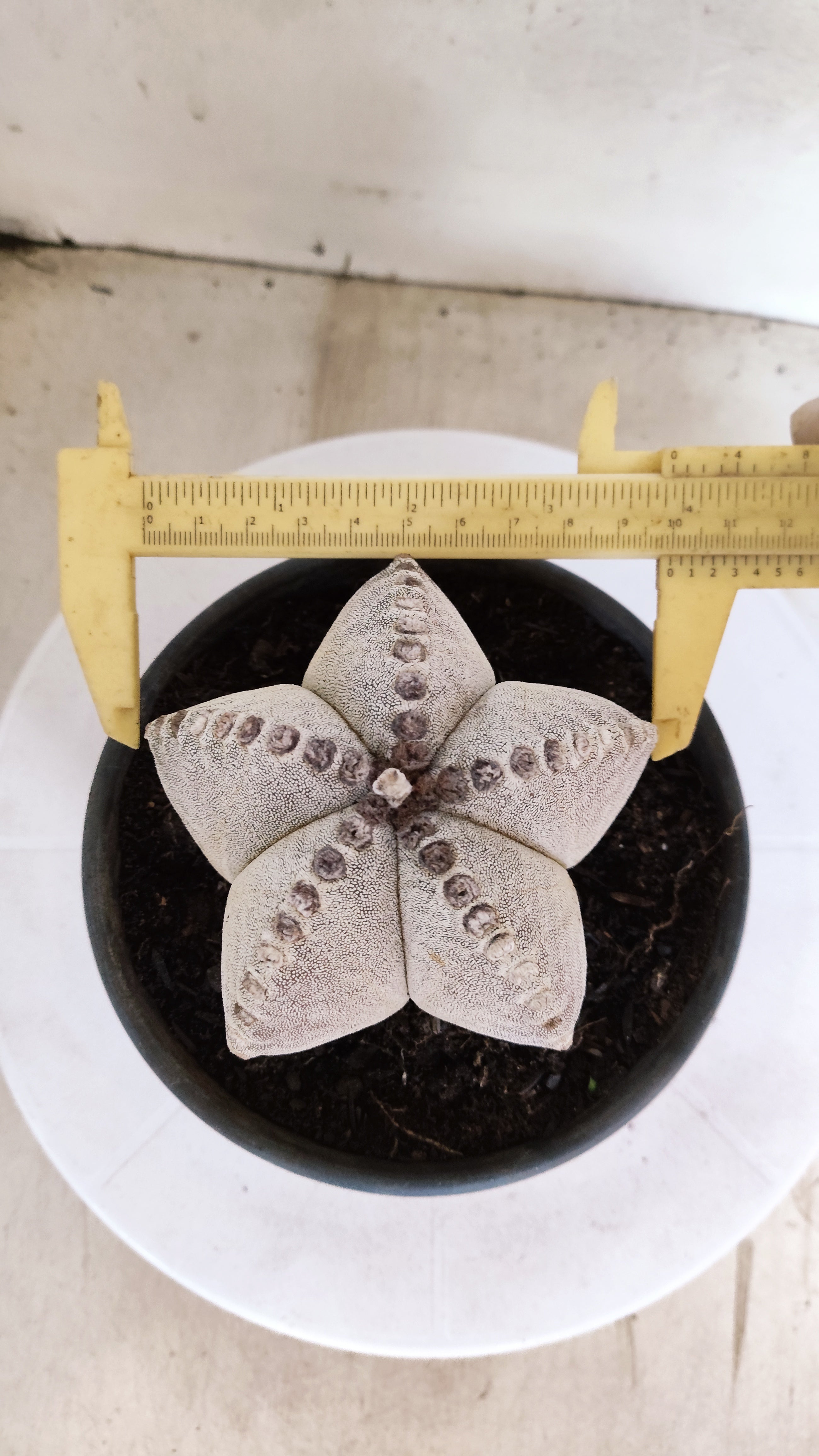 ASTROPHYTUM MYRIOSTIGMA   Nº 1154  – vaso 15