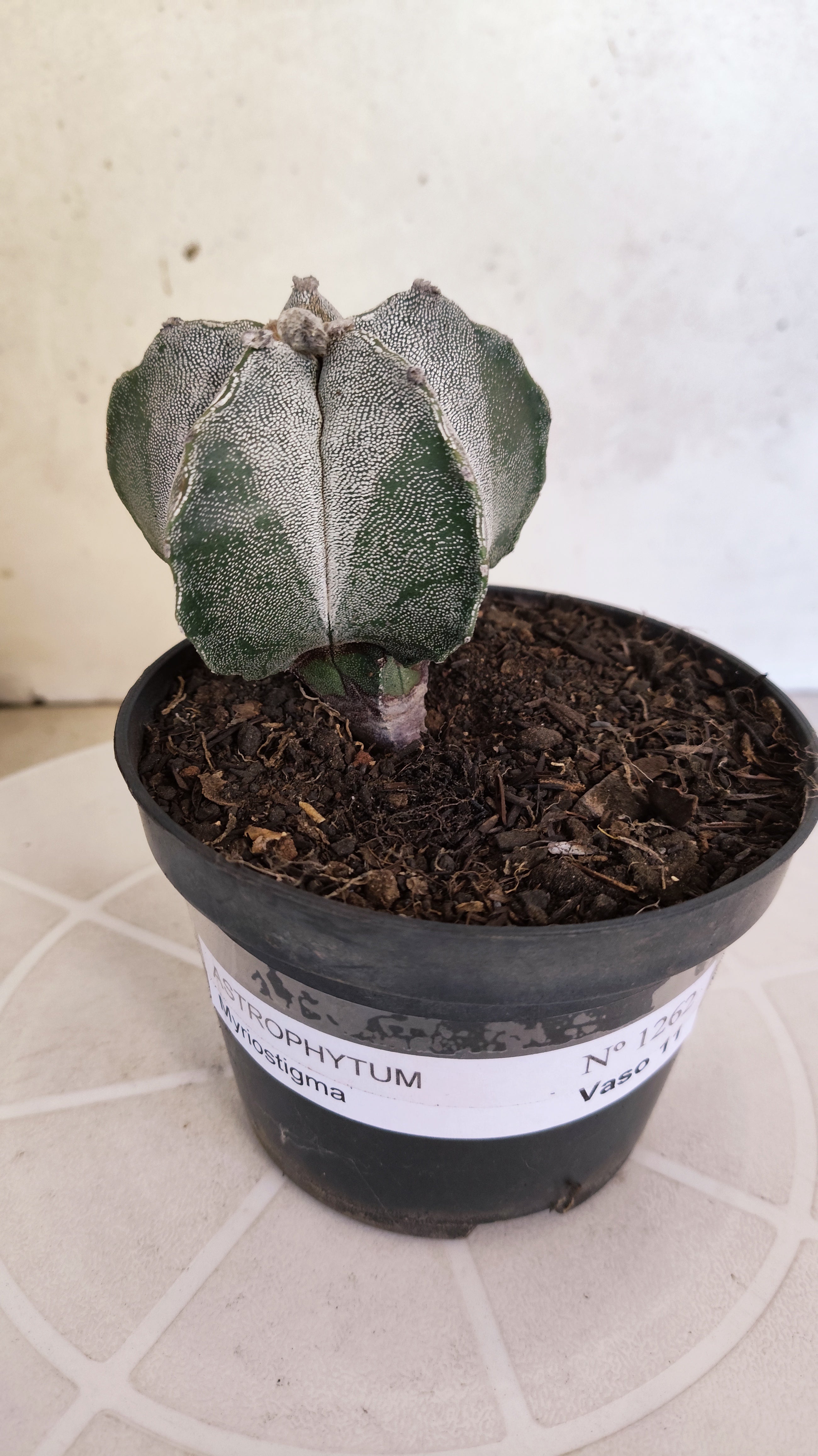 ASTROPHYTUM Myriostigma  Nº 1262 – vaso 11
