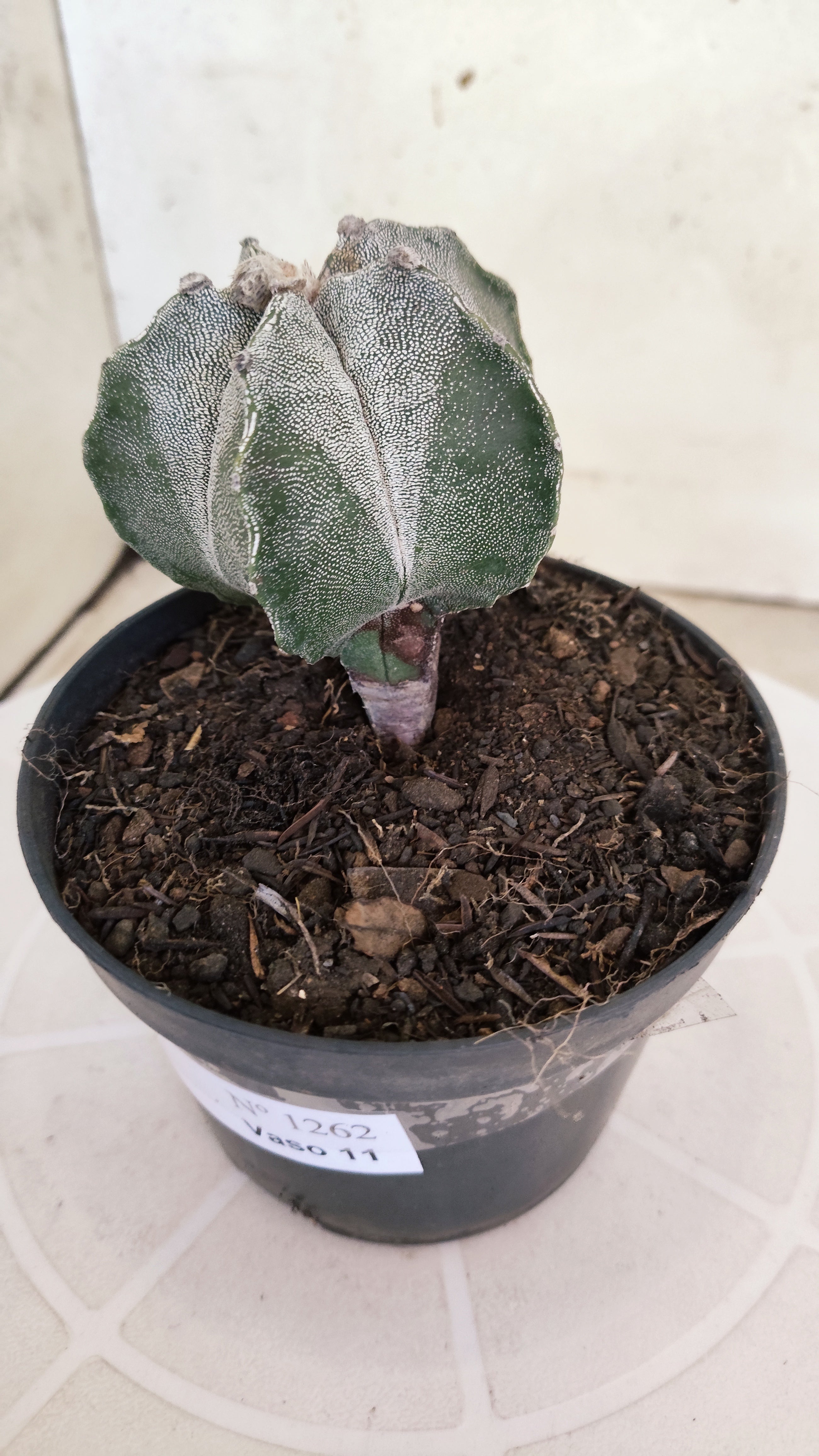 ASTROPHYTUM Myriostigma  Nº 1262 – vaso 11