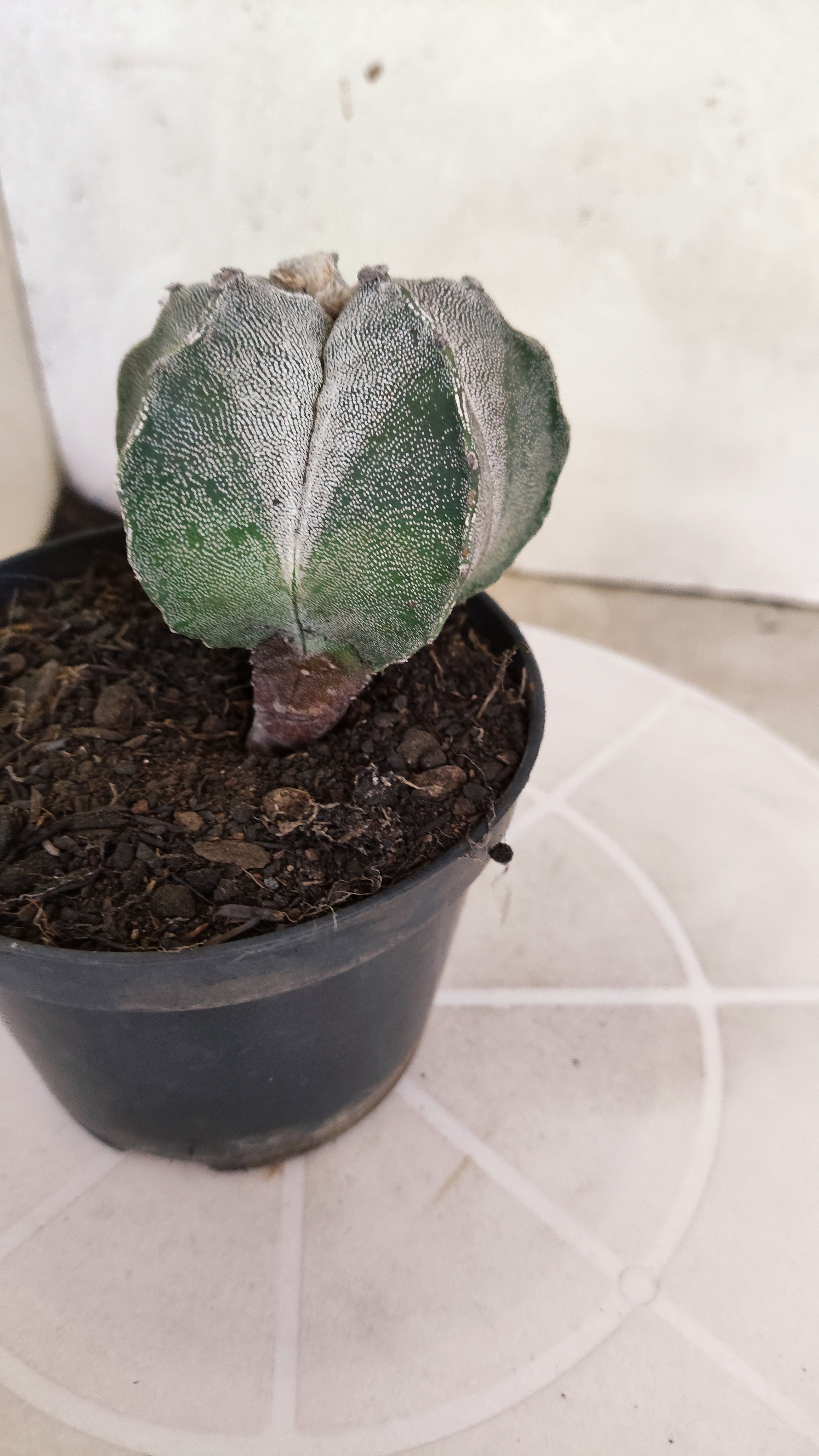ASTROPHYTUM Myriostigma  Nº 1262 – vaso 11