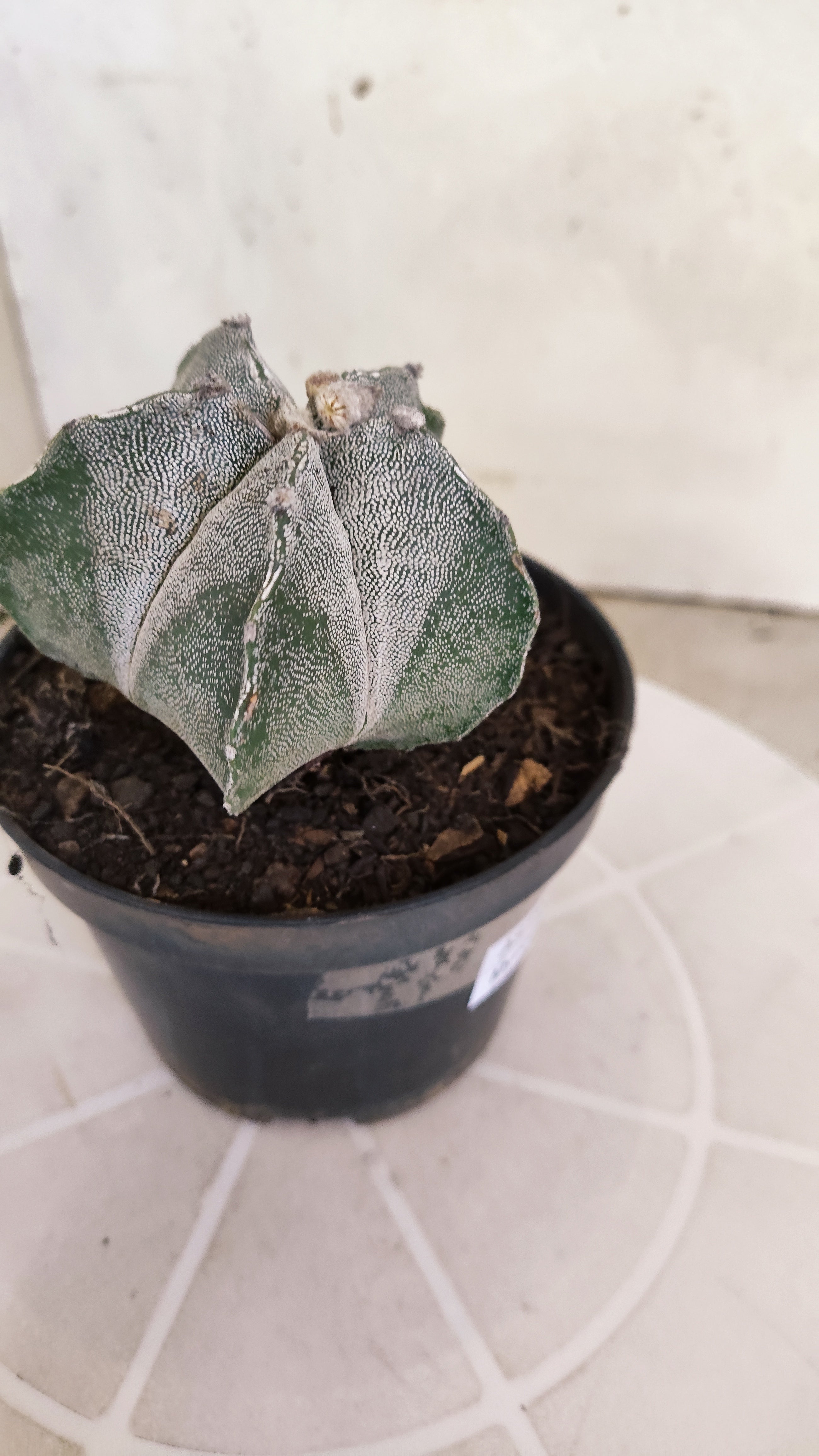 ASTROPHYTUM Myriostigma  Nº 1262 – vaso 11