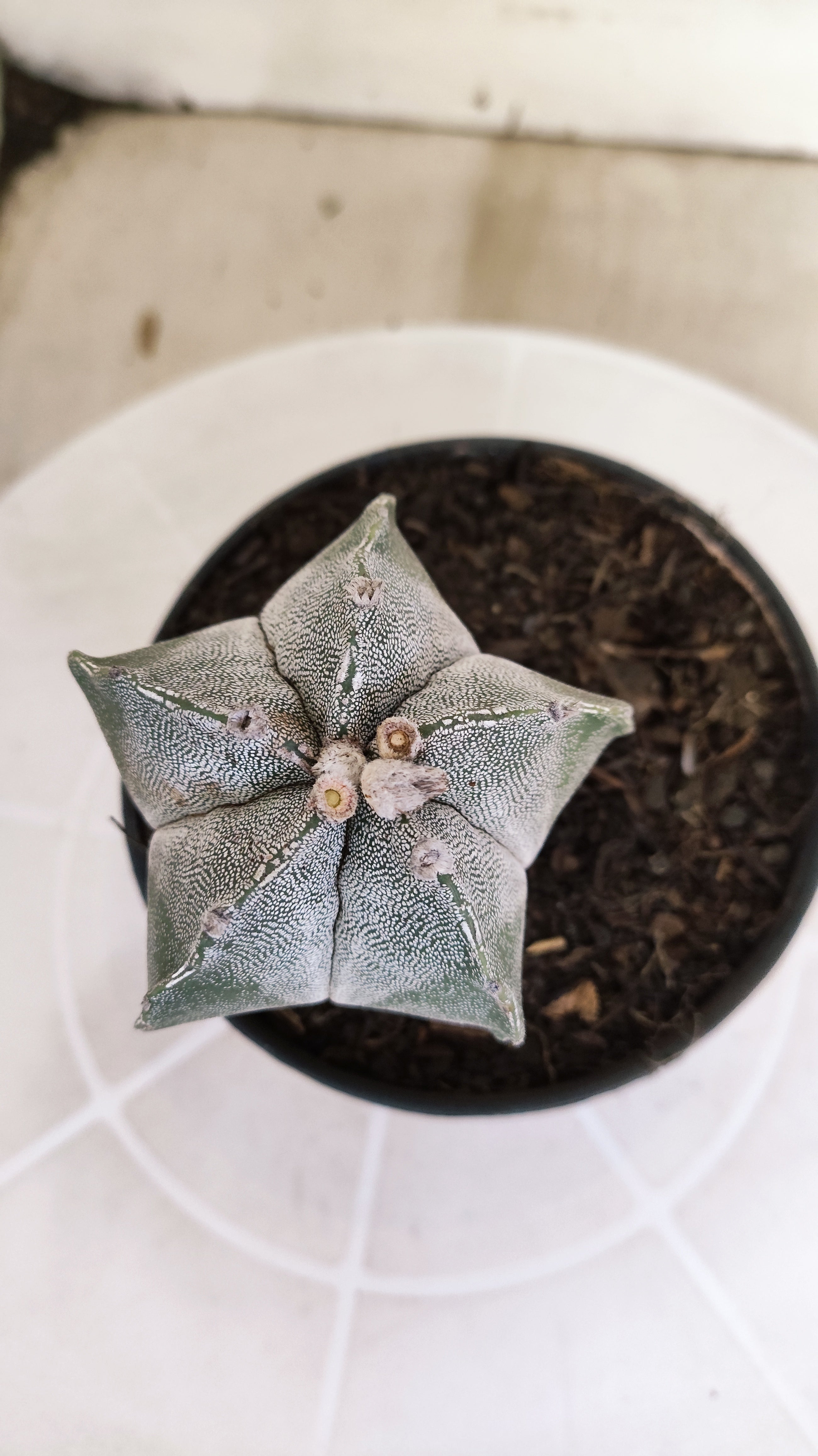 ASTROPHYTUM Myriostigma  Nº 1262 – vaso 11