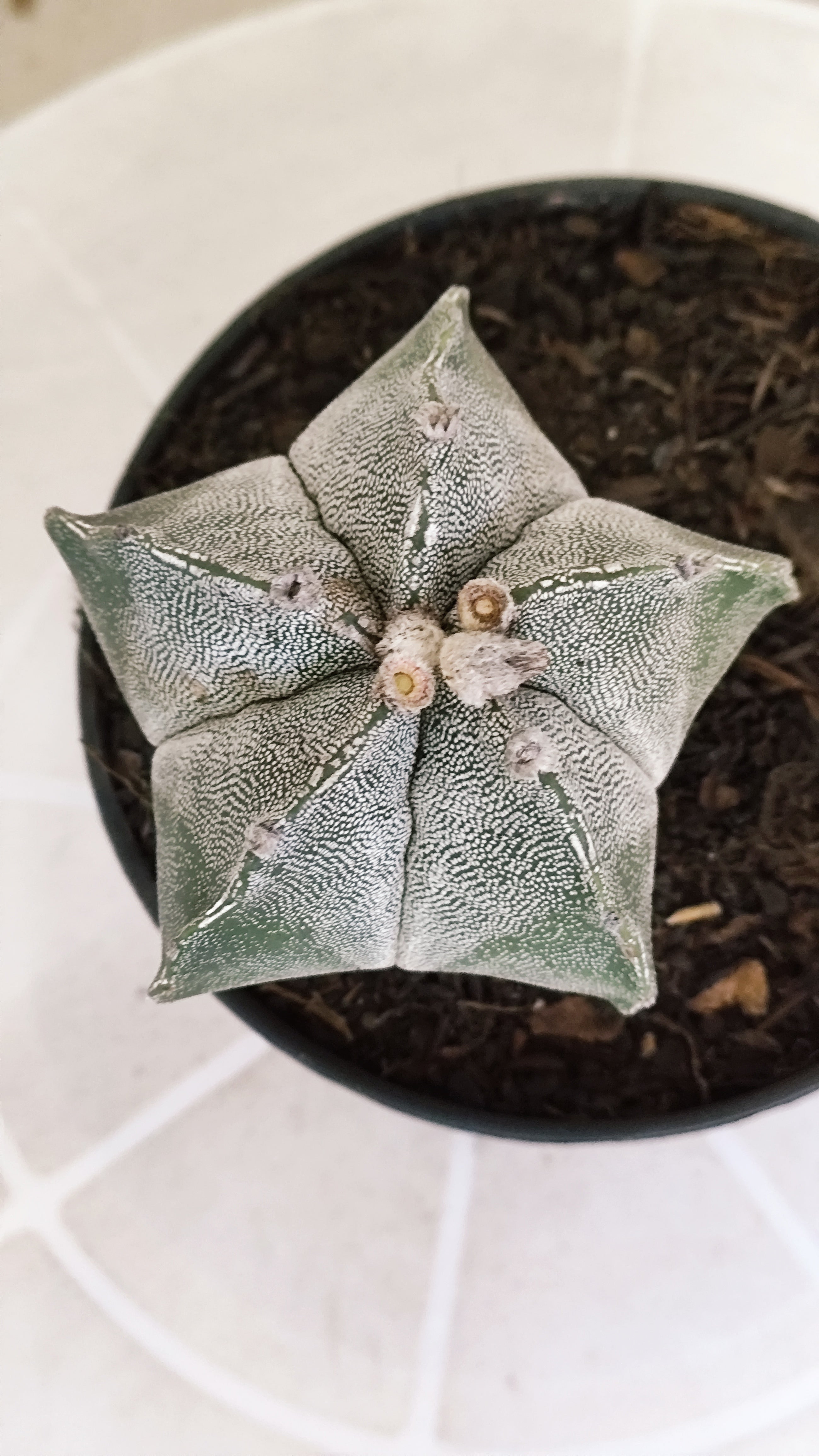 ASTROPHYTUM Myriostigma  Nº 1262 – vaso 11
