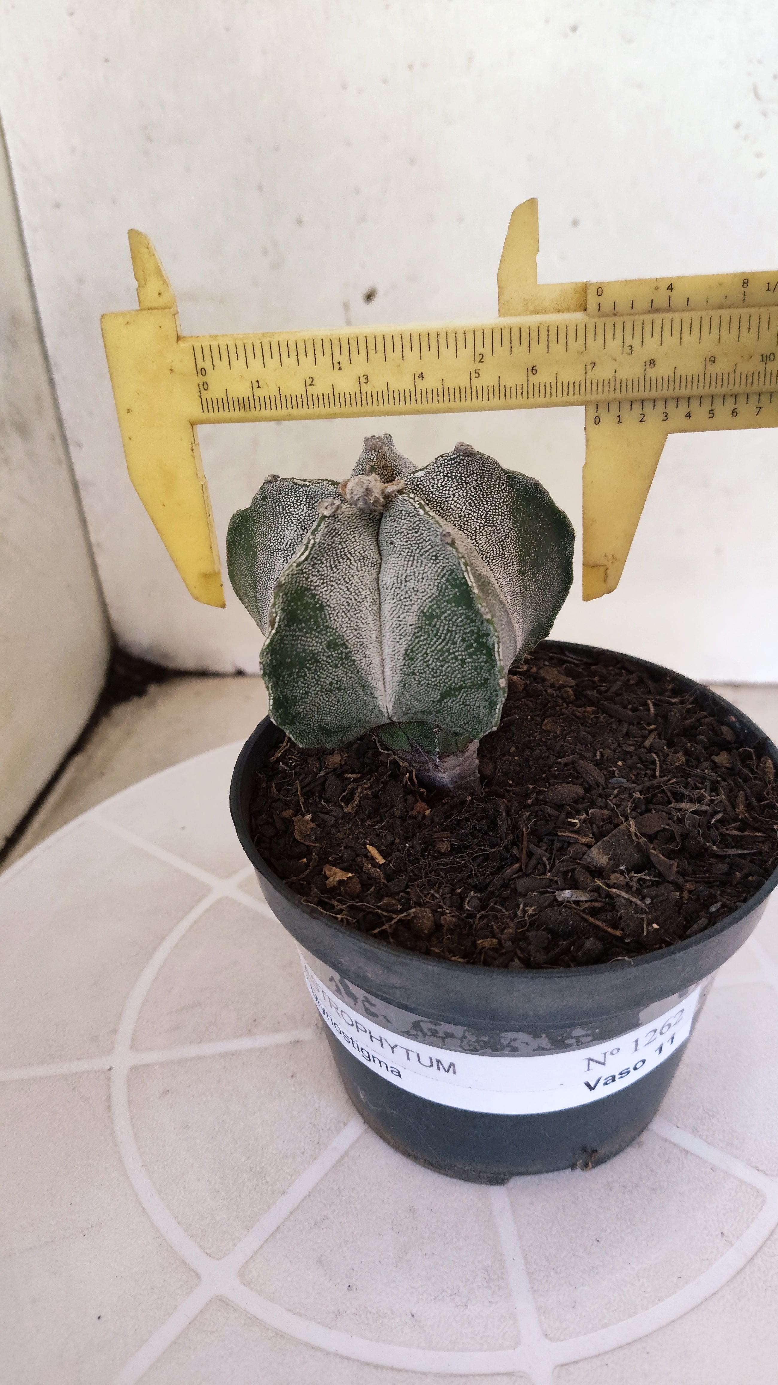 ASTROPHYTUM Myriostigma  Nº 1262 – vaso 11