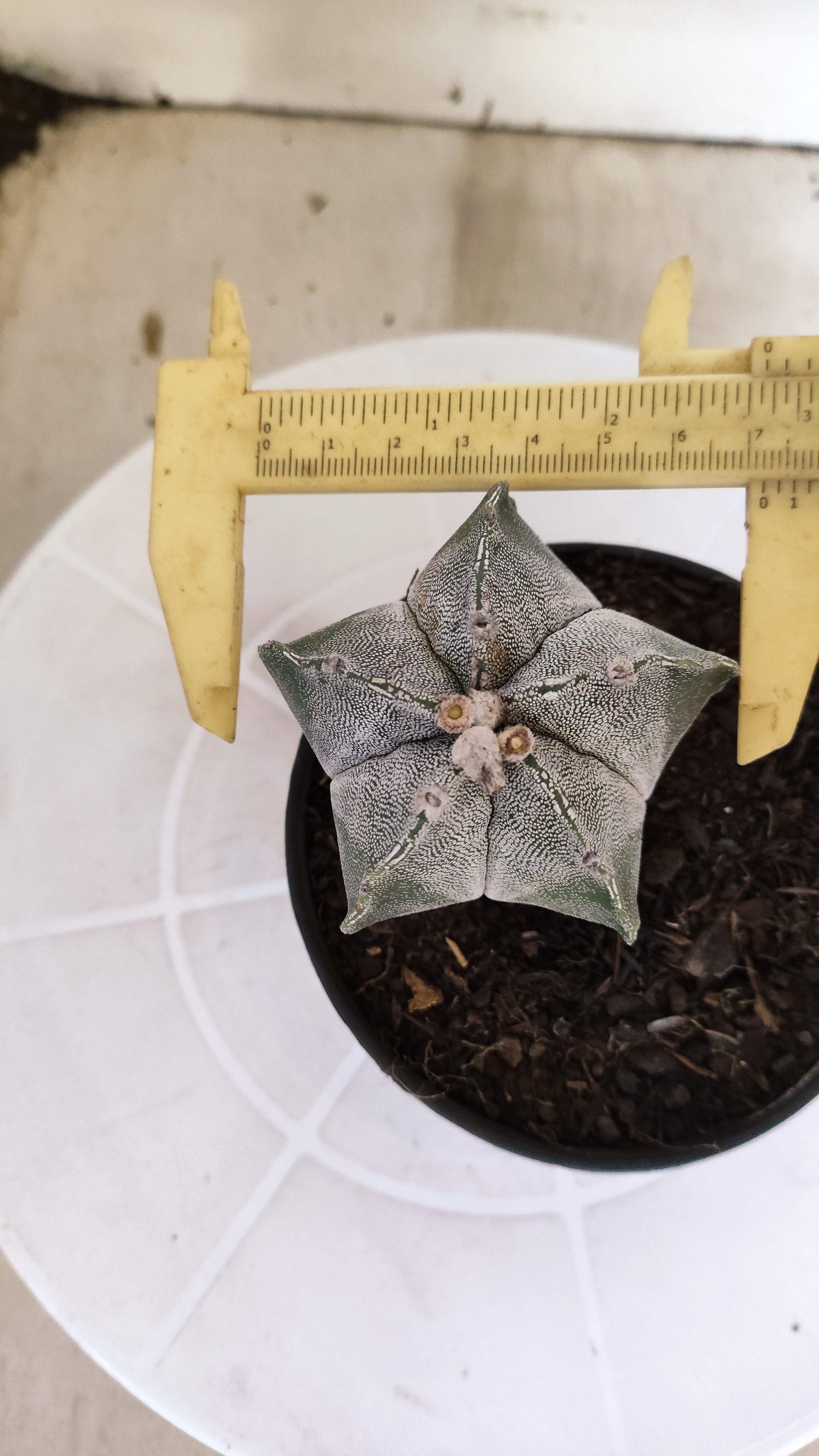 ASTROPHYTUM Myriostigma  Nº 1262 – vaso 11