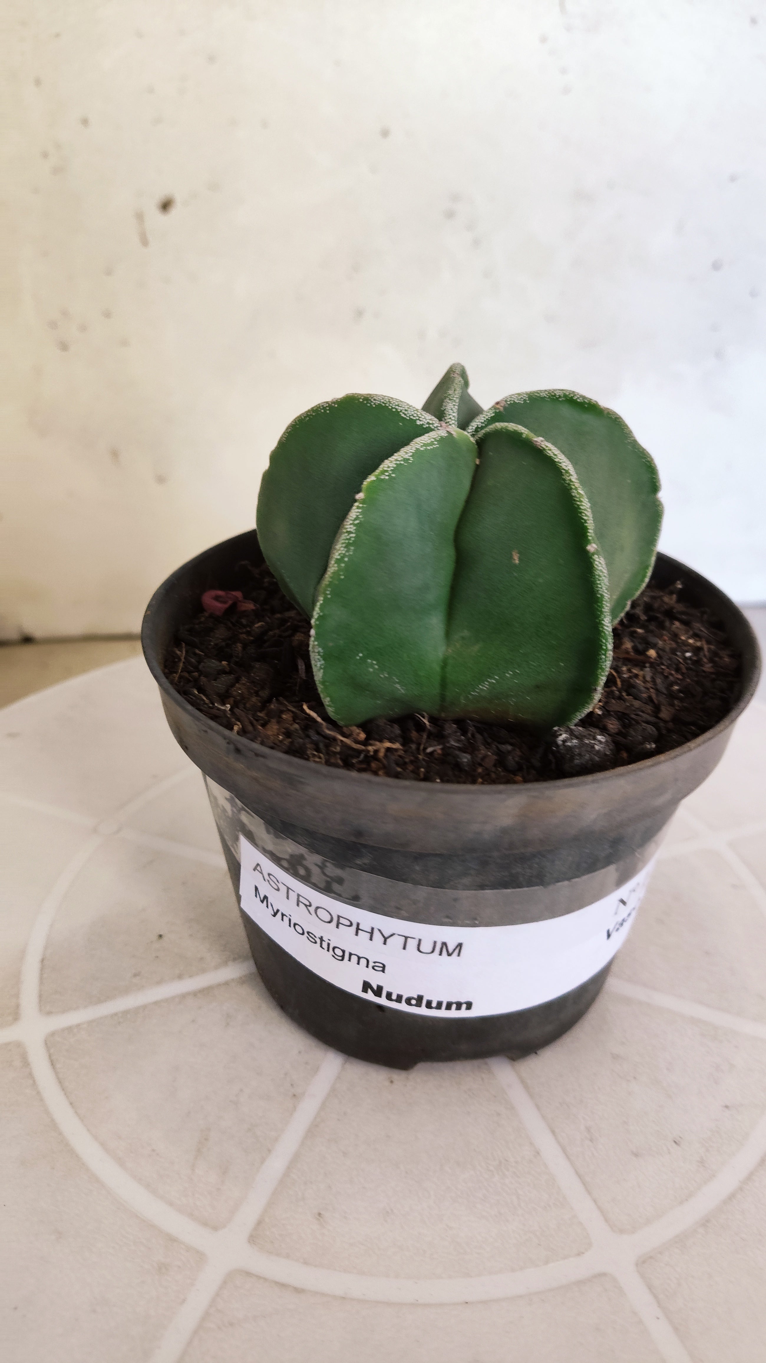 ASTROPHYTUM Myriostigma  Nº 1263 – vaso 11