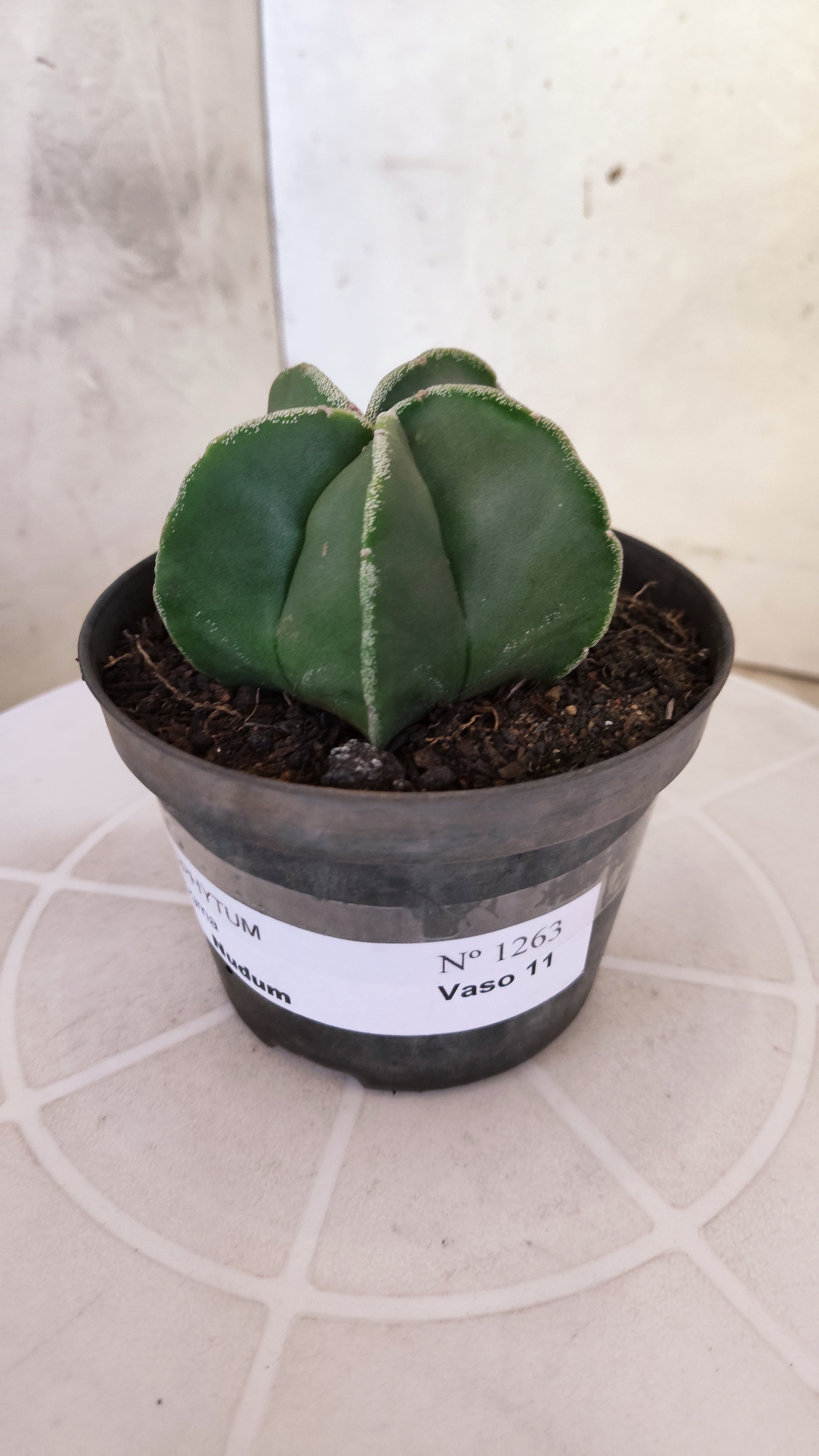 ASTROPHYTUM Myriostigma  Nº 1263 – vaso 11