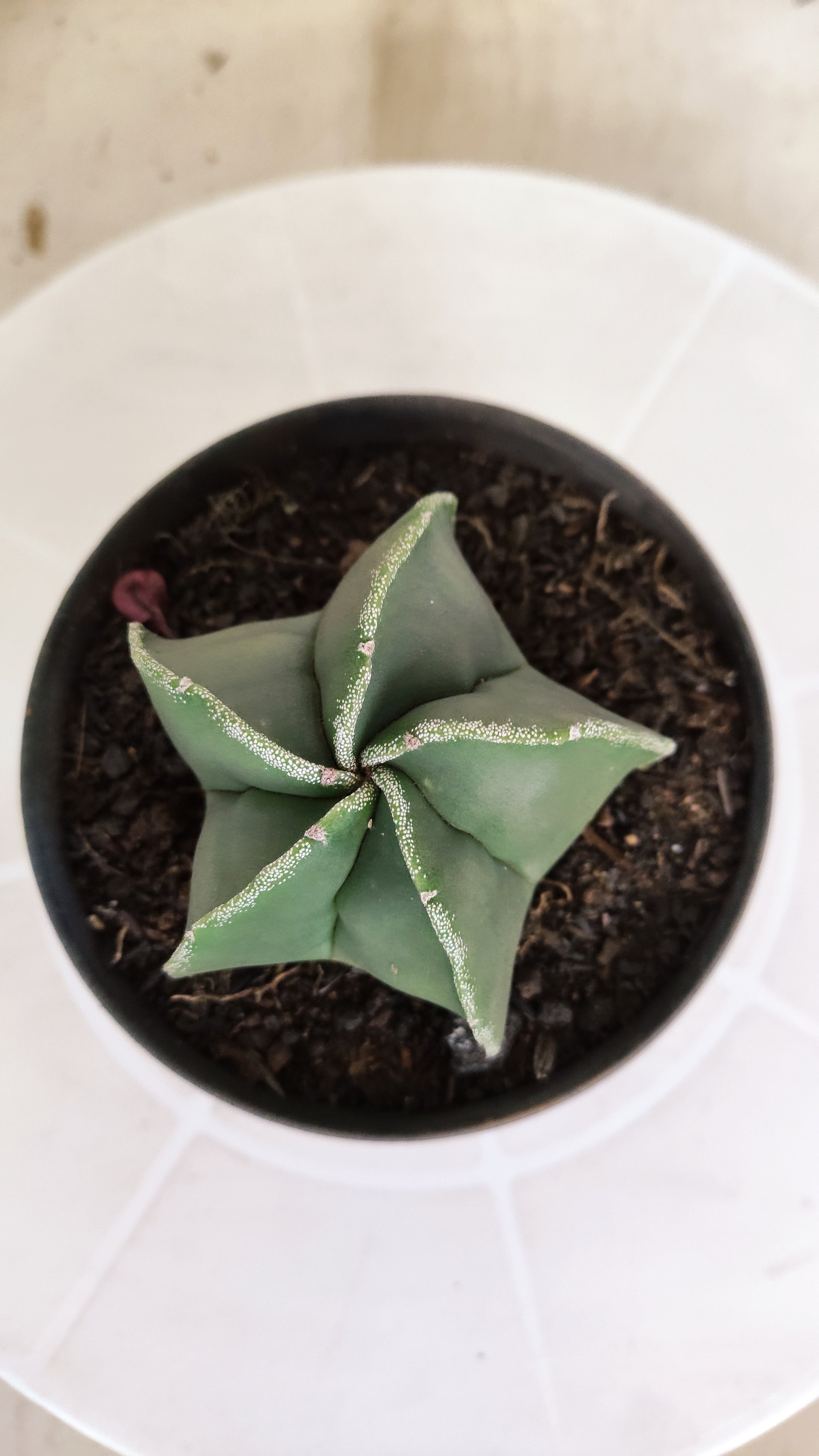ASTROPHYTUM Myriostigma  Nº 1263 – vaso 11