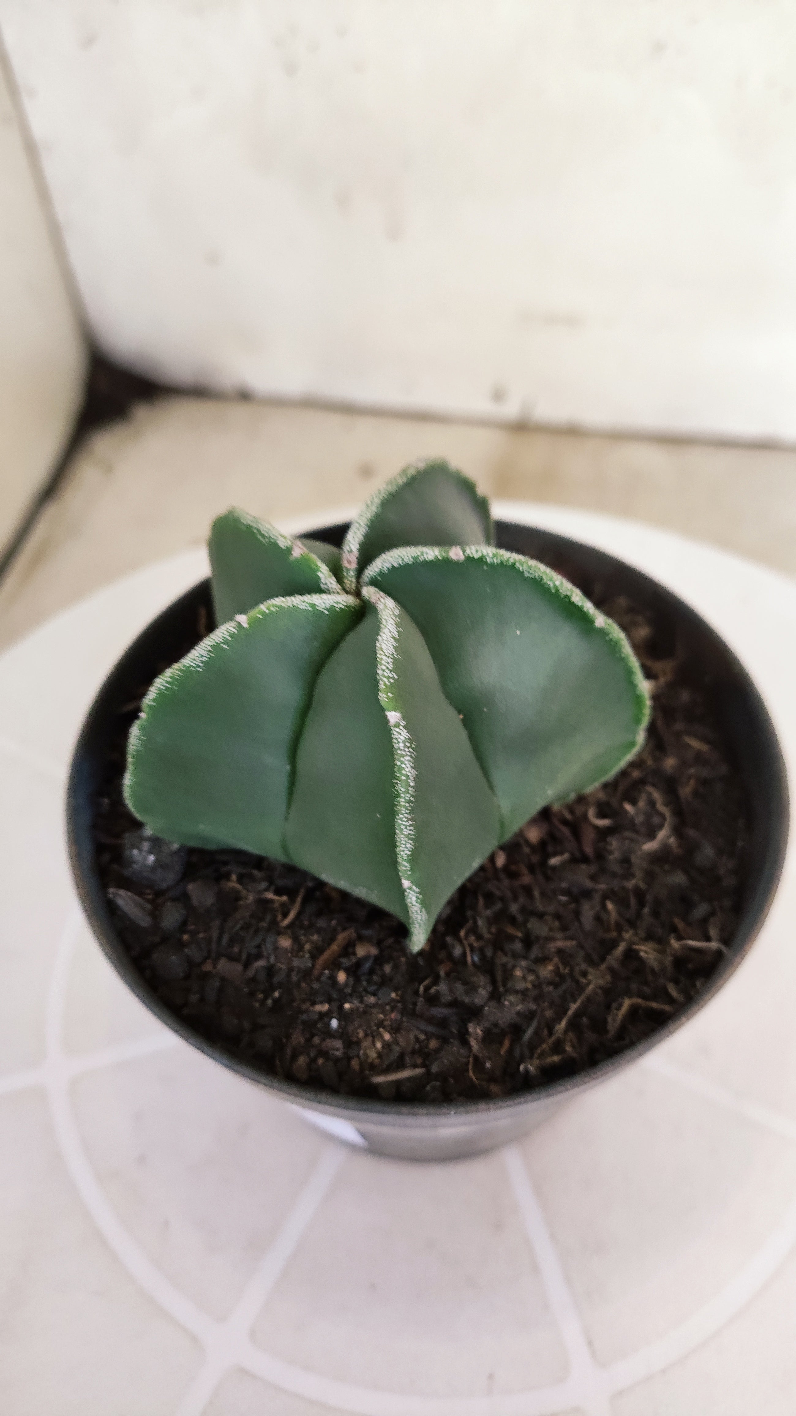 ASTROPHYTUM Myriostigma  Nº 1263 – vaso 11