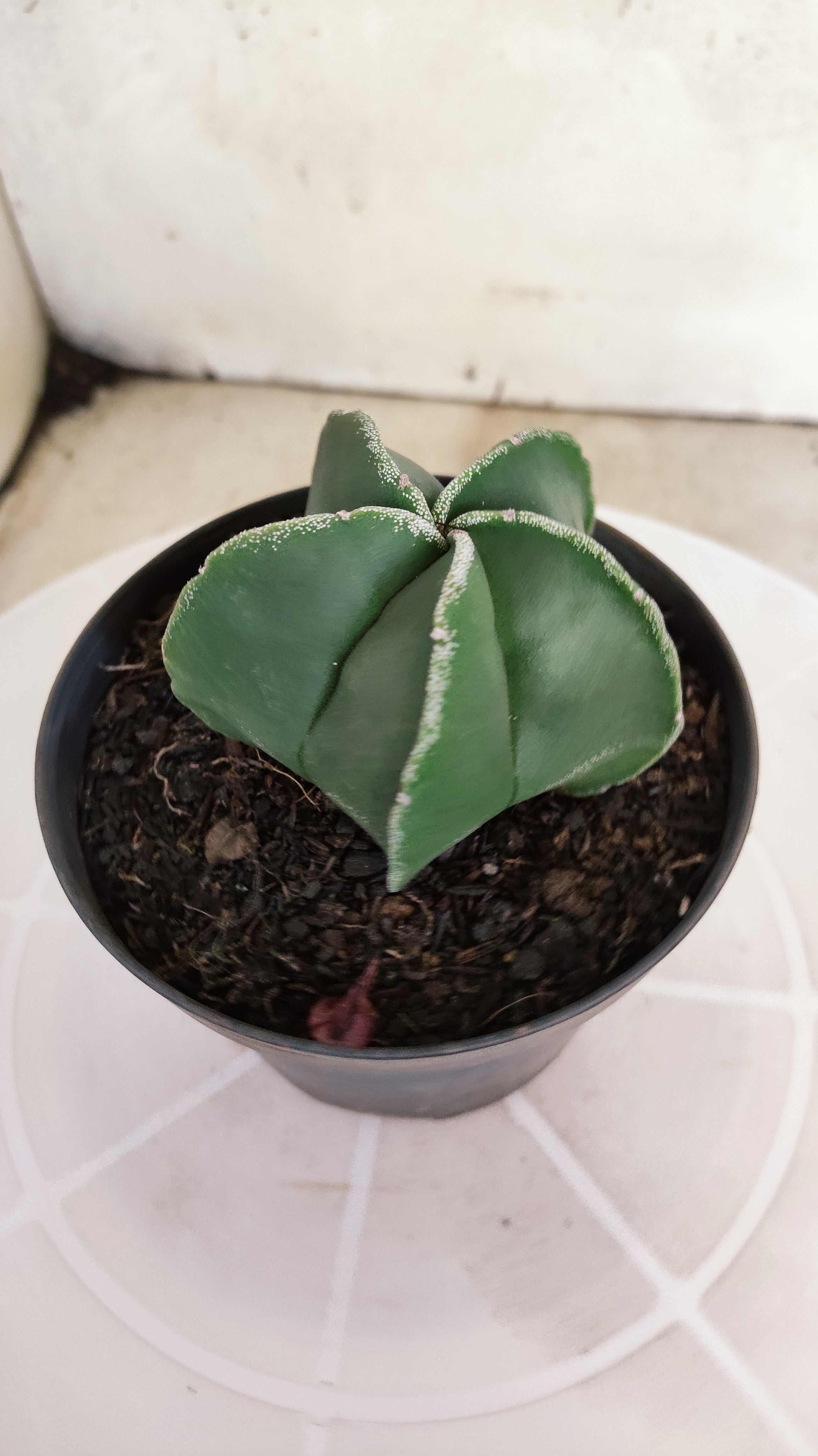 ASTROPHYTUM Myriostigma  Nº 1263 – vaso 11
