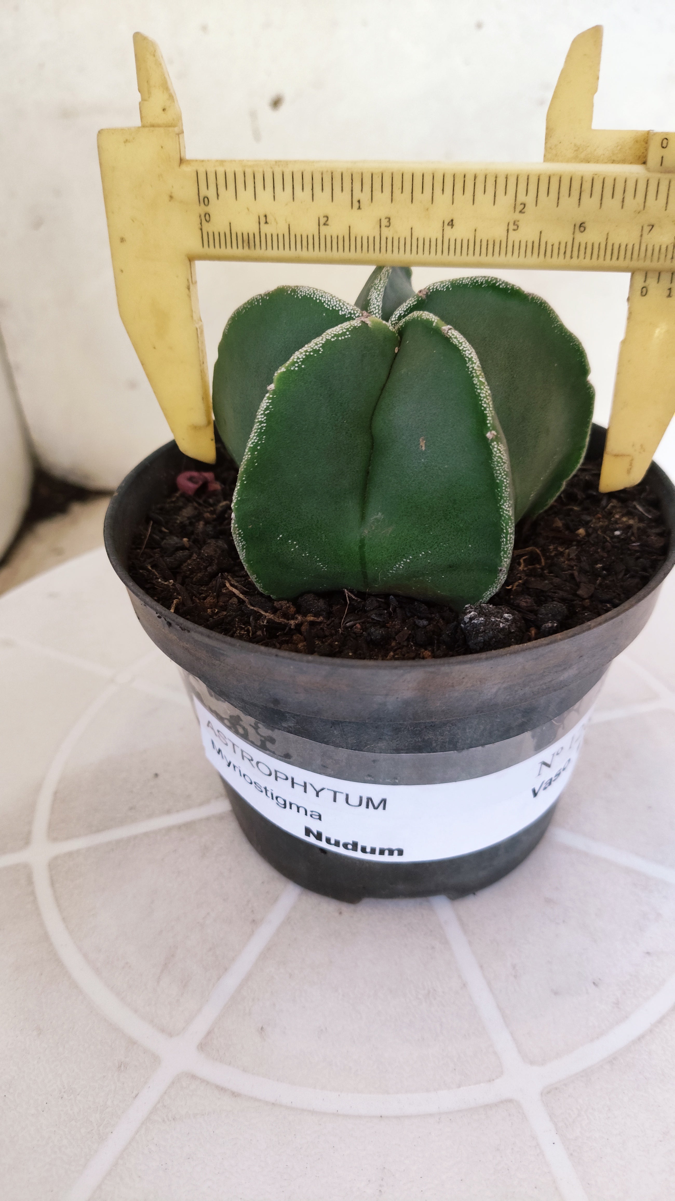 ASTROPHYTUM Myriostigma  Nº 1263 – vaso 11