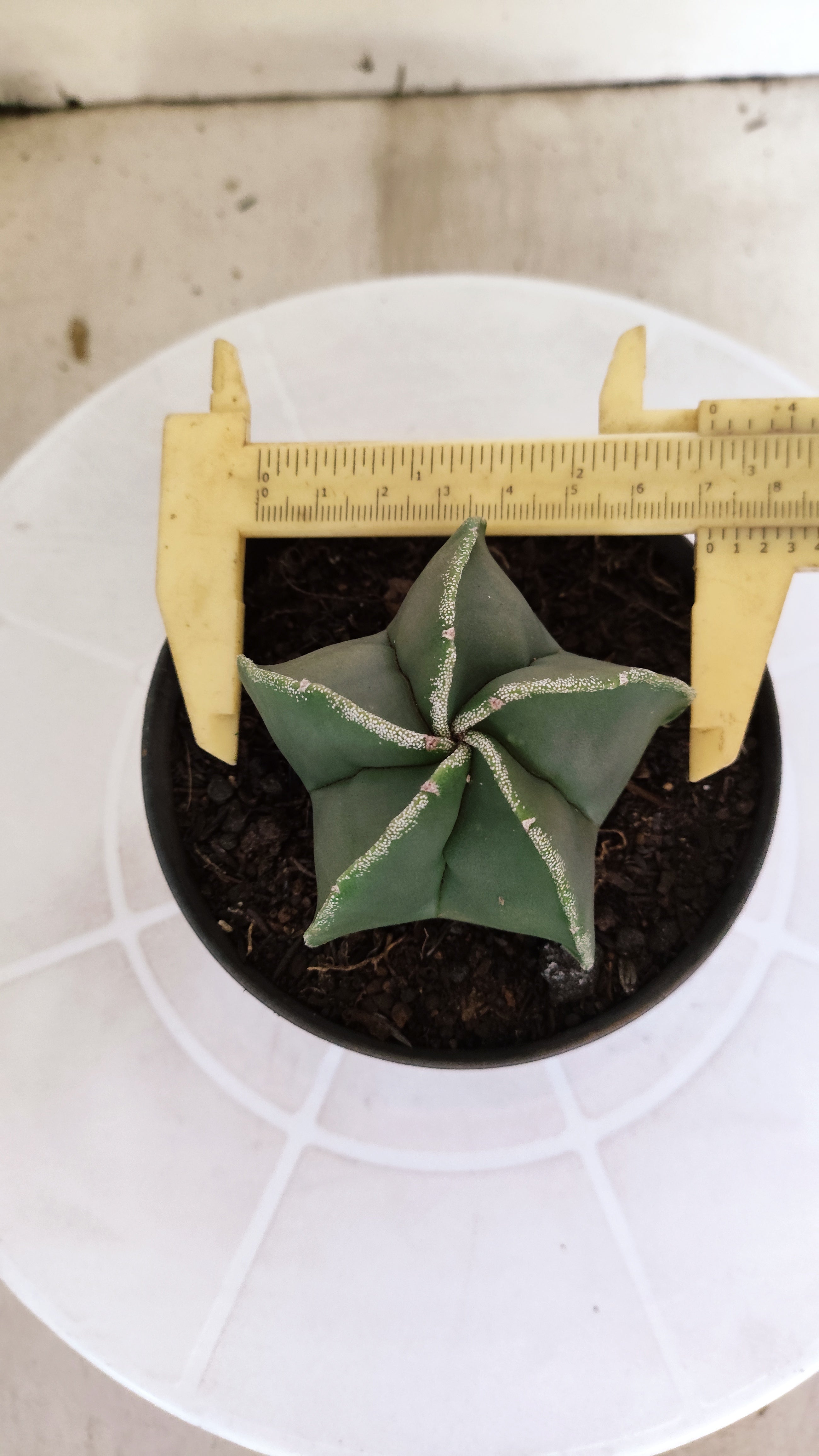 ASTROPHYTUM Myriostigma  Nº 1263 – vaso 11