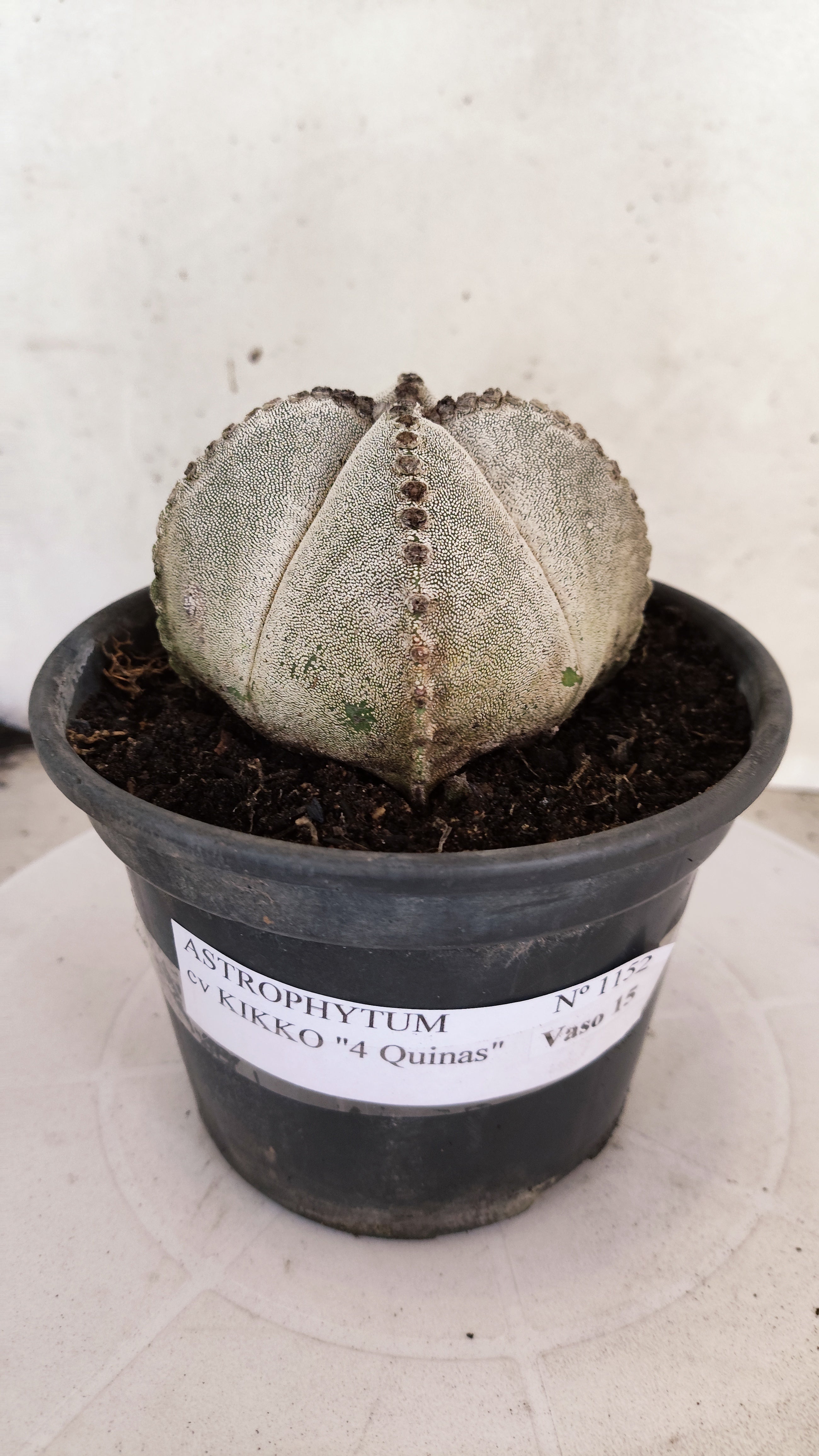 ASTROPHYTUM MYRIOSTIGMA "4 Quinas"  Nº 1152  – vaso 15