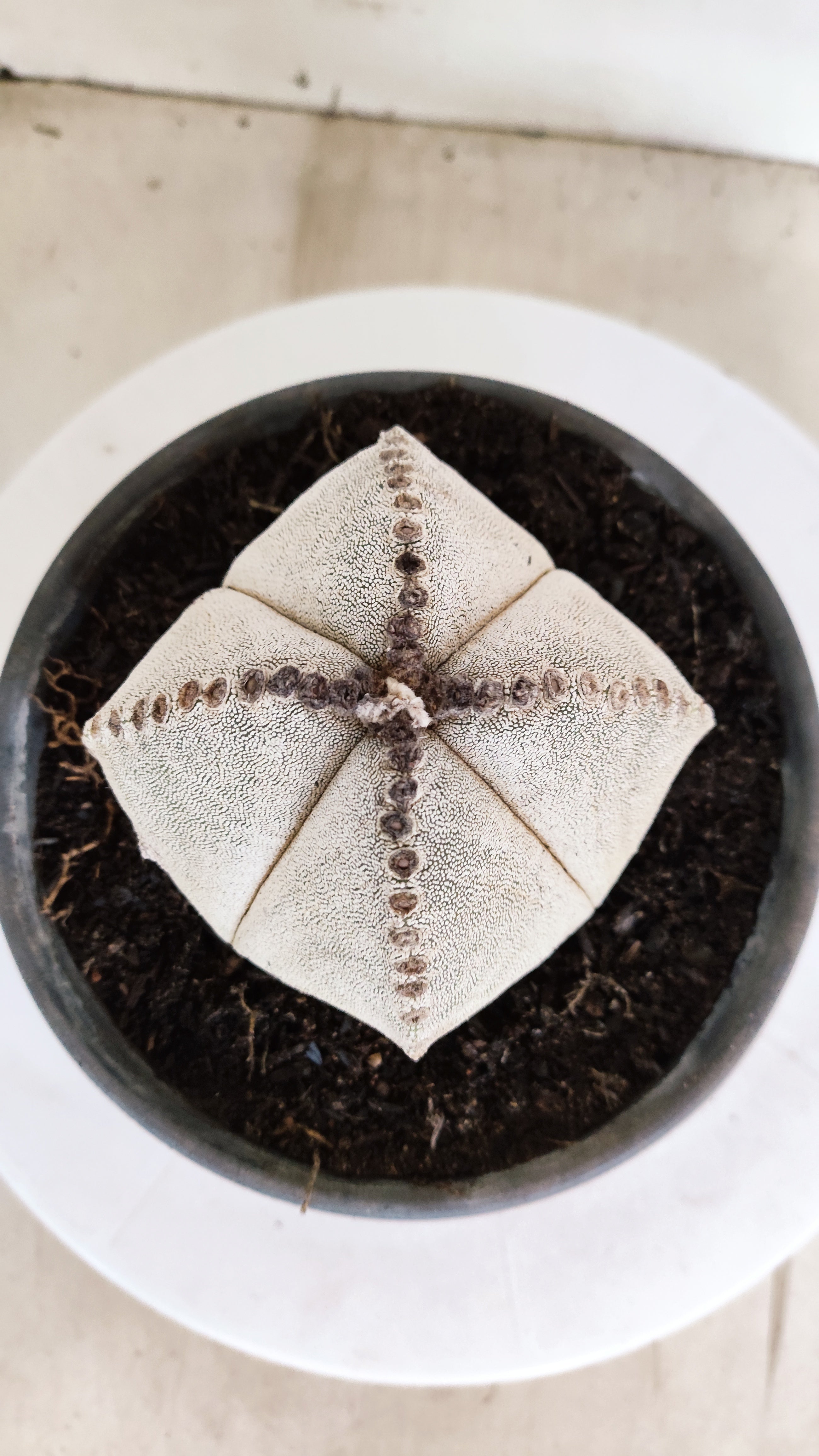 ASTROPHYTUM MYRIOSTIGMA "4 Quinas"  Nº 1152  – vaso 15