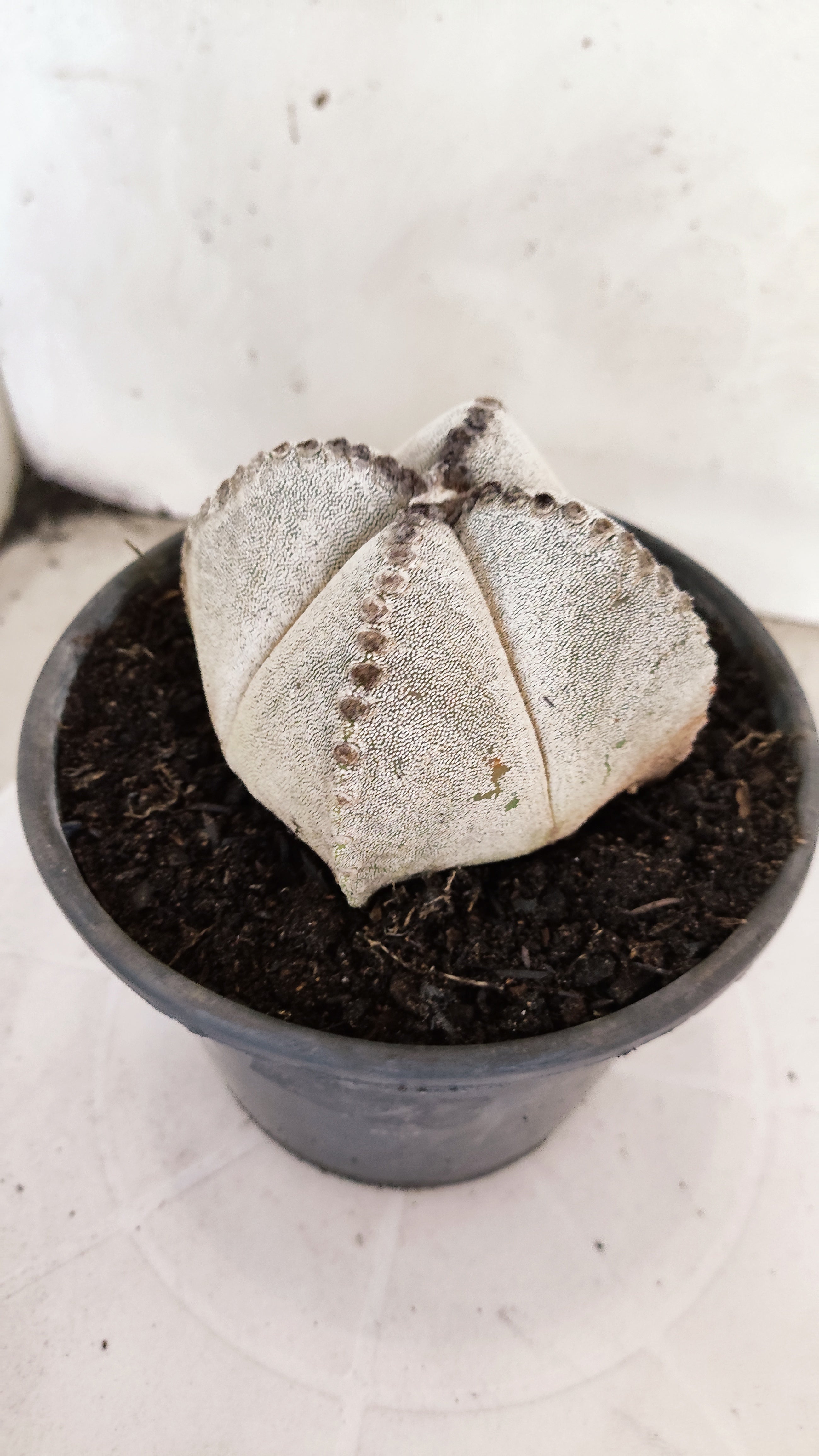 ASTROPHYTUM MYRIOSTIGMA "4 Quinas"  Nº 1152  – vaso 15