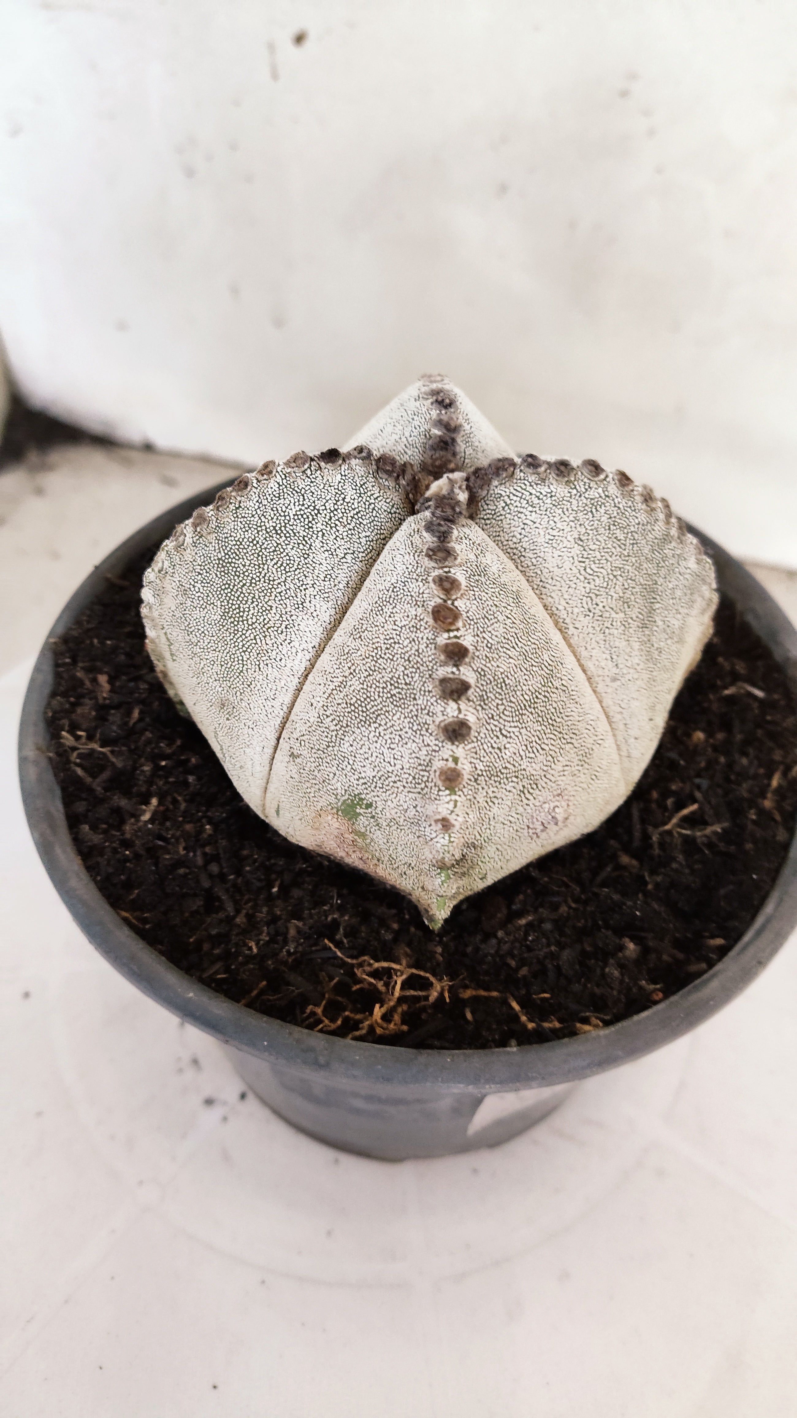 ASTROPHYTUM MYRIOSTIGMA "4 Quinas"  Nº 1152  – vaso 15