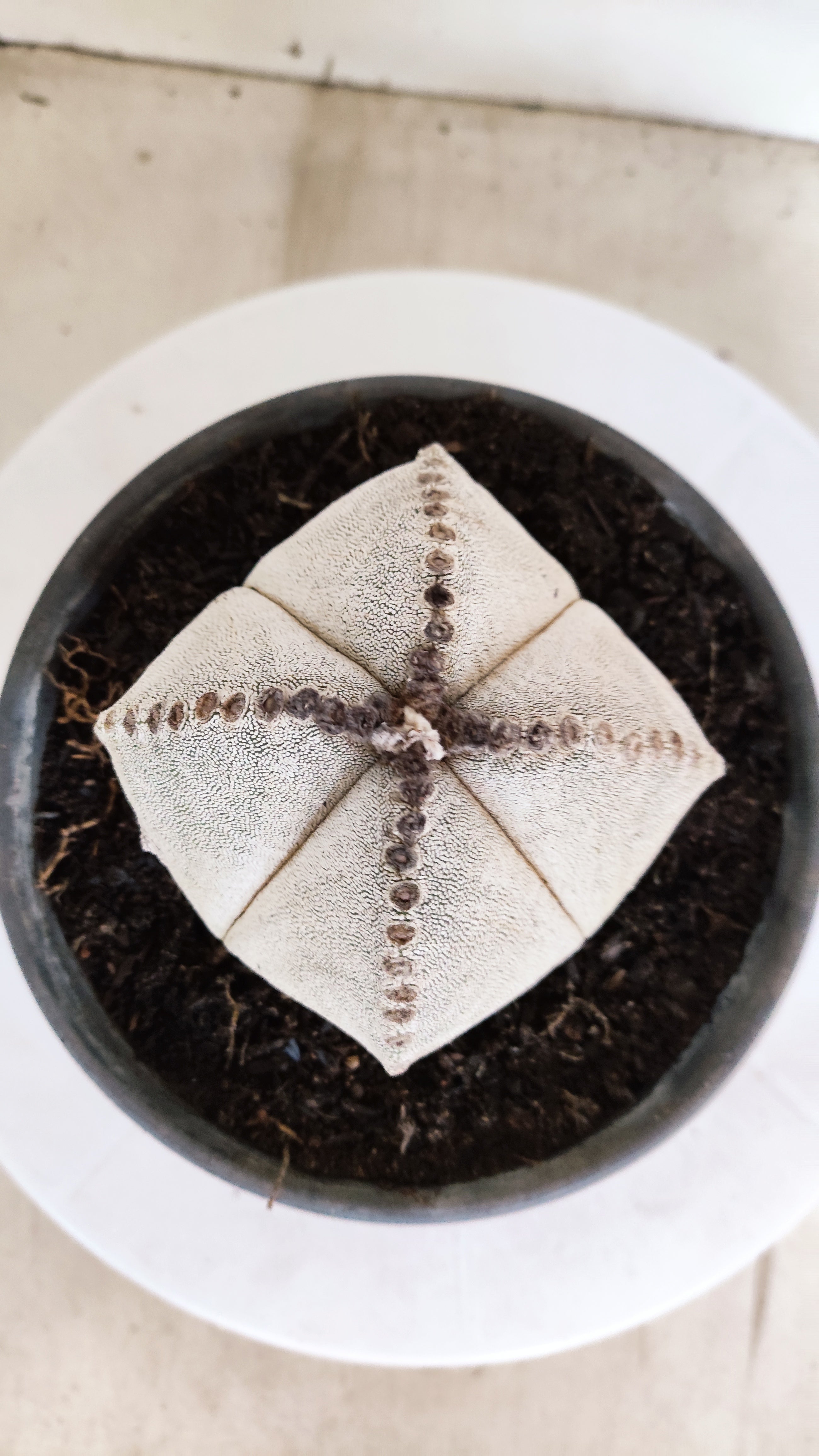 ASTROPHYTUM MYRIOSTIGMA "4 Quinas"  Nº 1152  – vaso 15