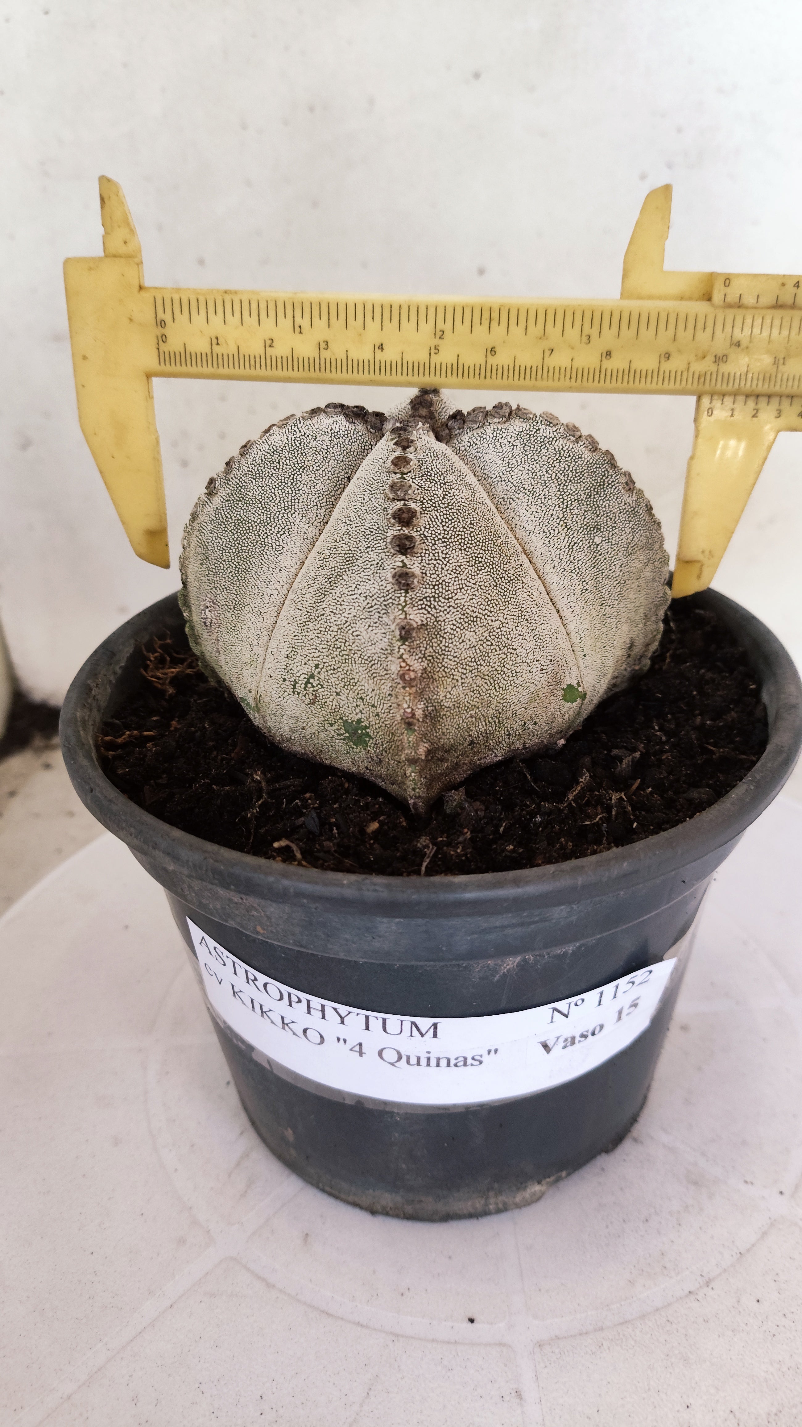 ASTROPHYTUM MYRIOSTIGMA "4 Quinas"  Nº 1152  – vaso 15