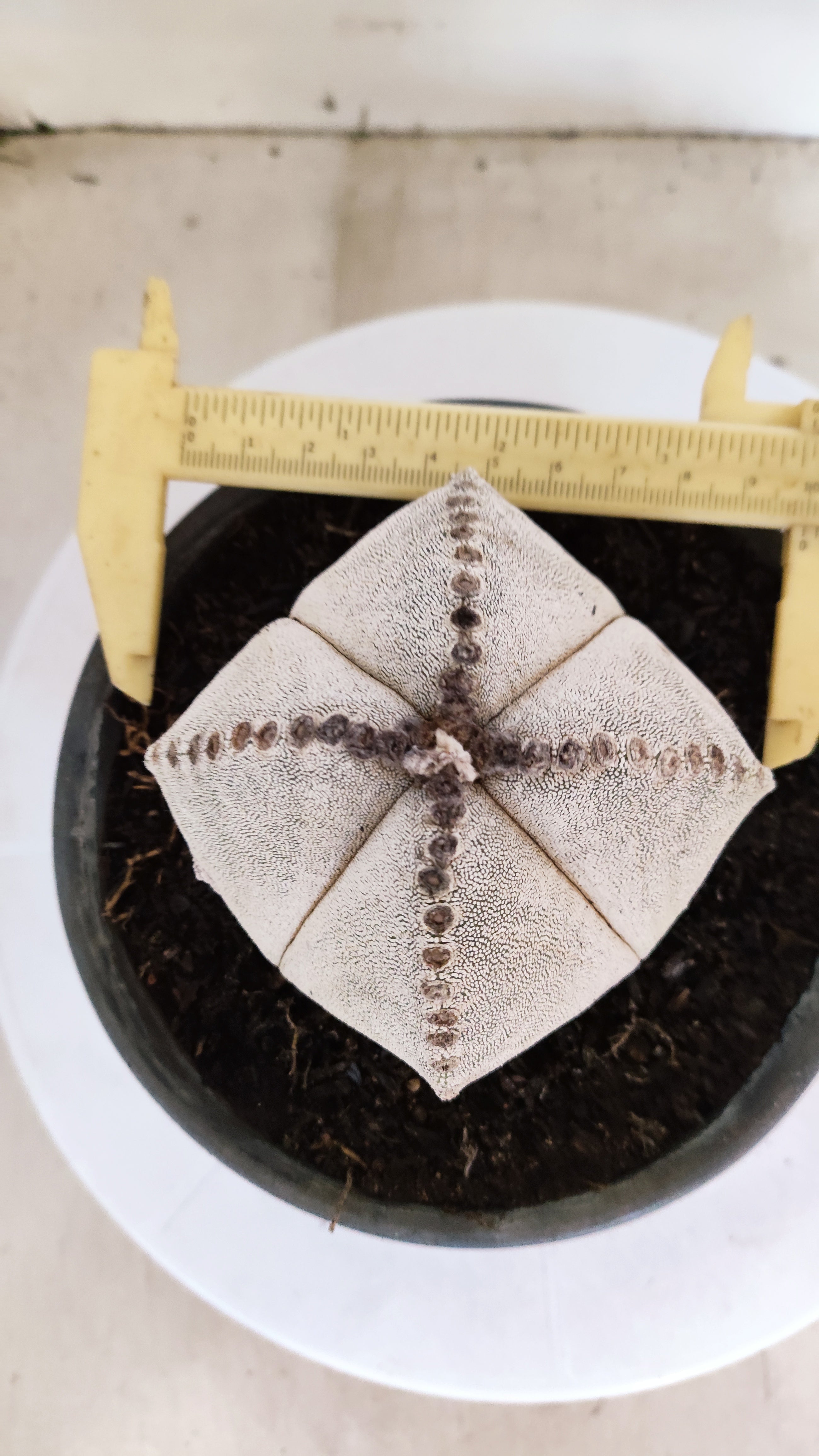 ASTROPHYTUM MYRIOSTIGMA "4 Quinas"  Nº 1152  – vaso 15