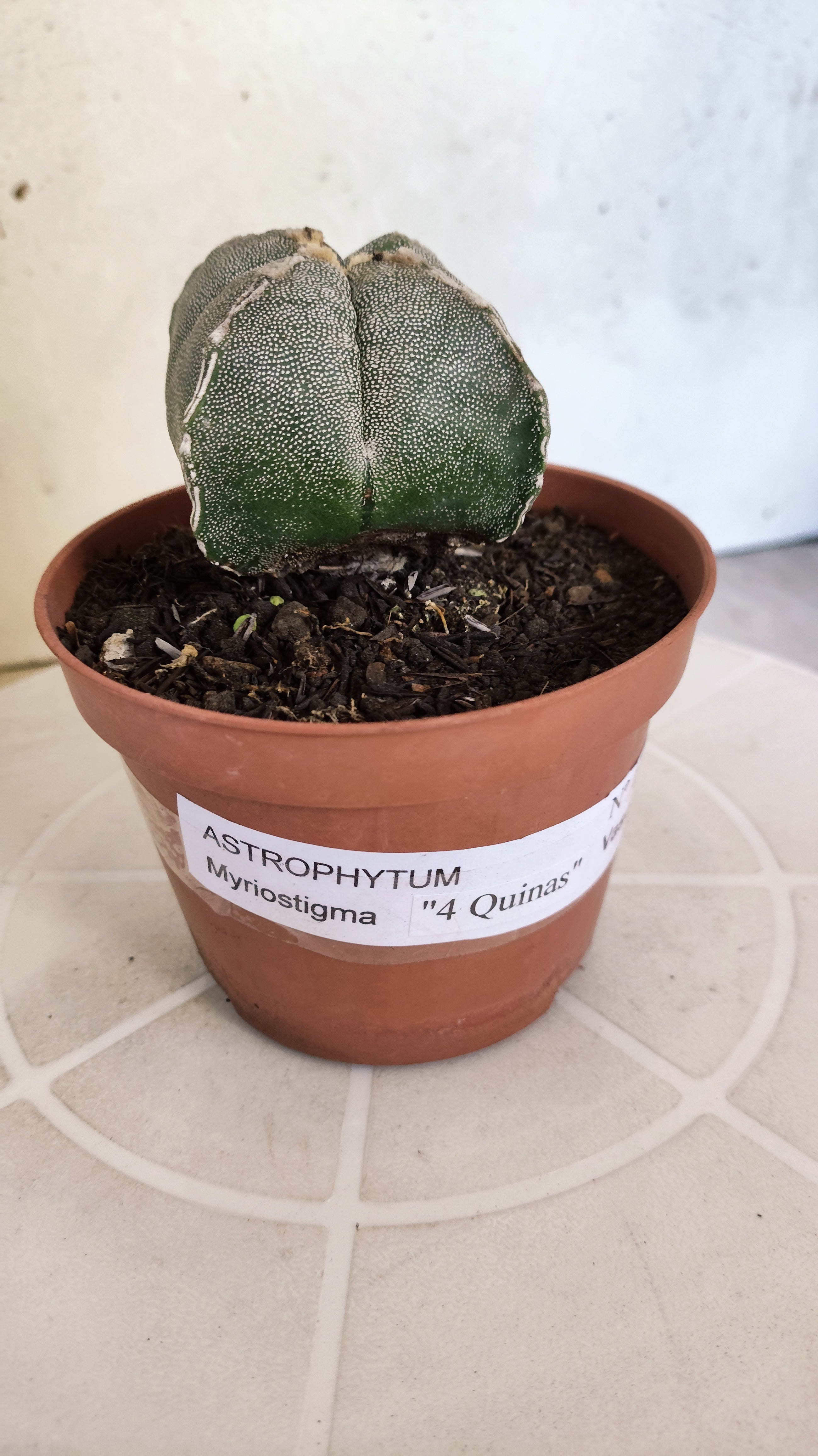 ASTROPHYTUM Myriostigma "4 Quinas"  Nº 1267 – vaso 11
