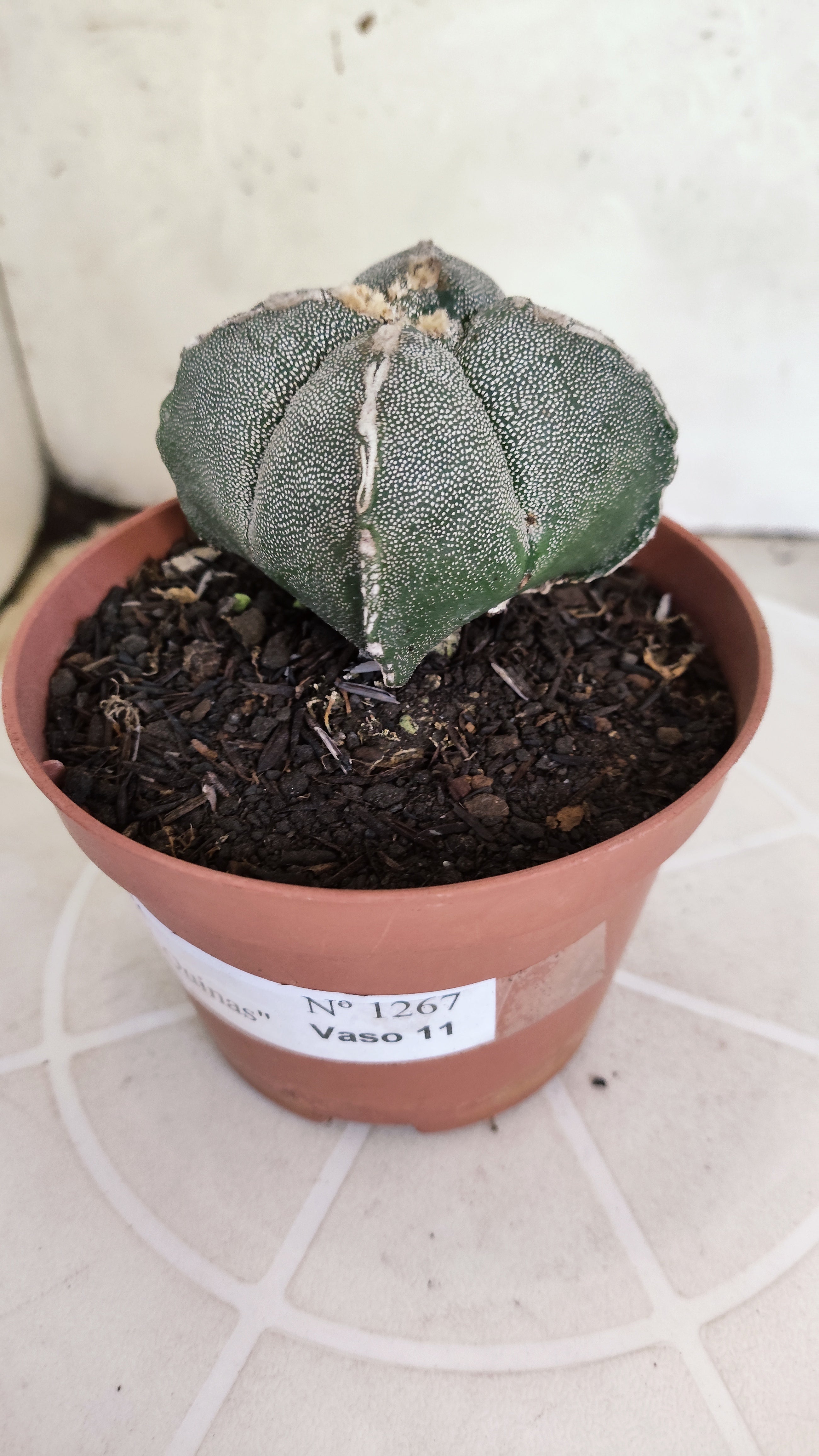 ASTROPHYTUM Myriostigma "4 Quinas"  Nº 1267 – vaso 11