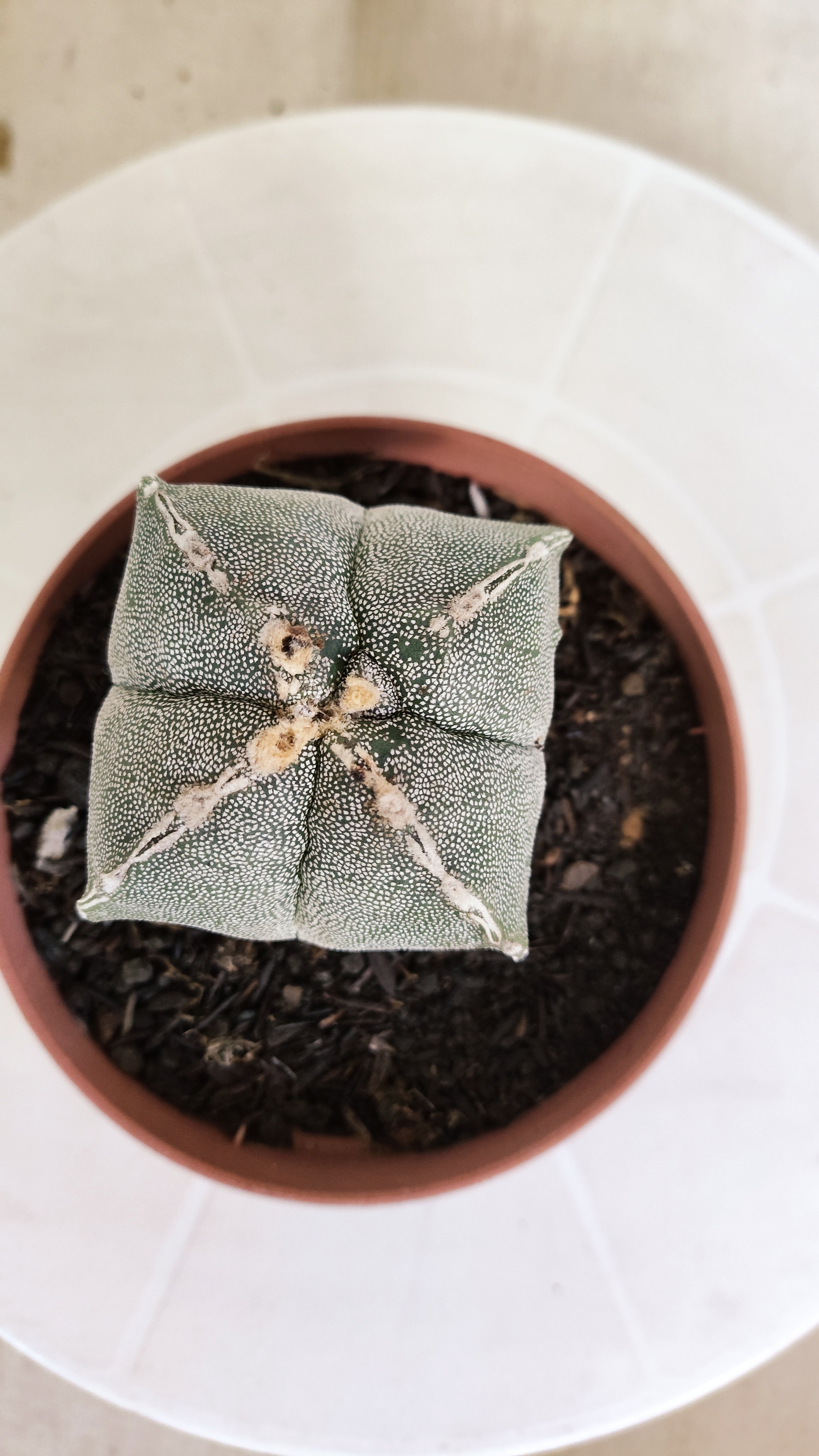 ASTROPHYTUM Myriostigma "4 Quinas"  Nº 1267 – vaso 11