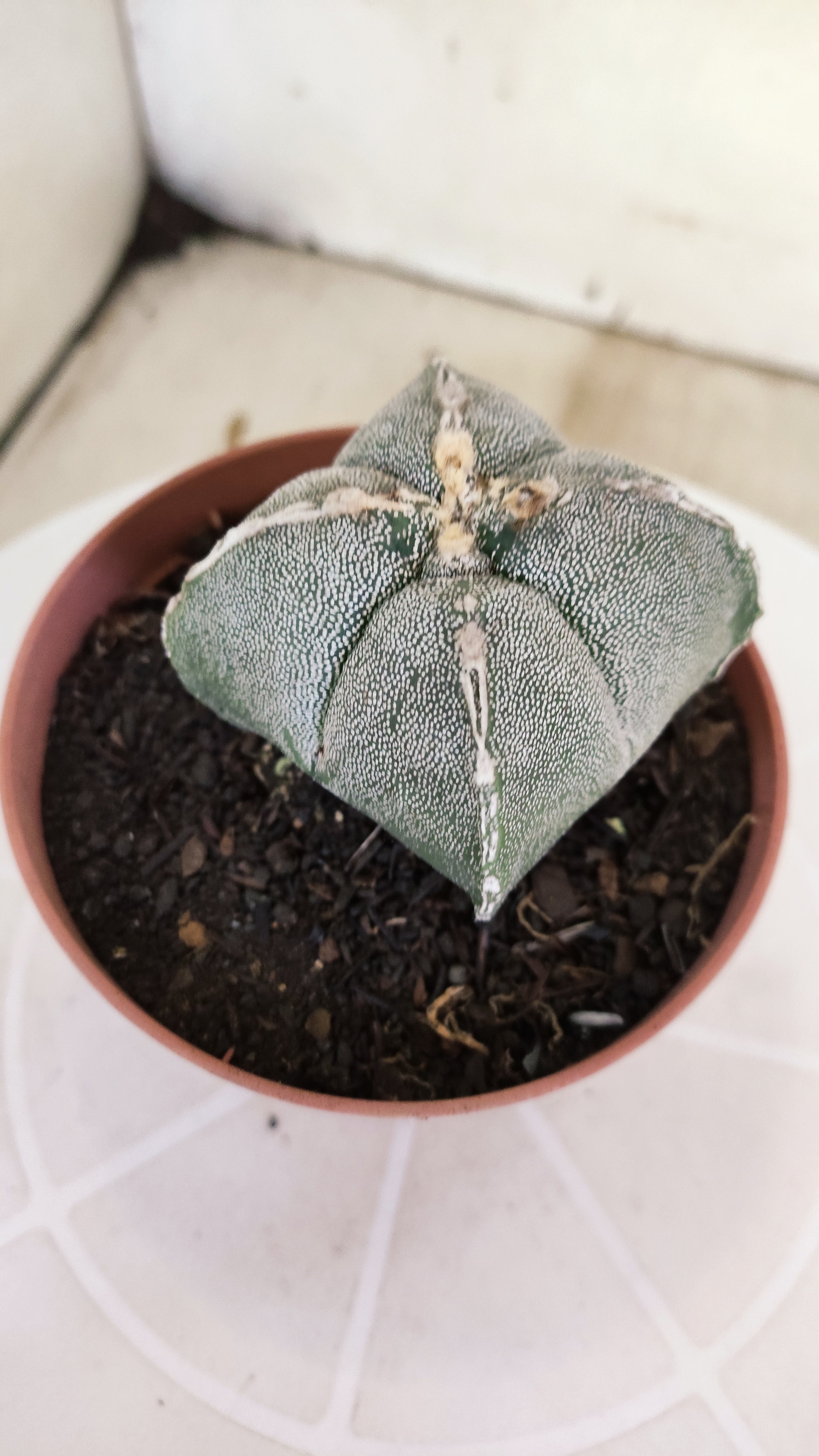 ASTROPHYTUM Myriostigma "4 Quinas"  Nº 1267 – vaso 11