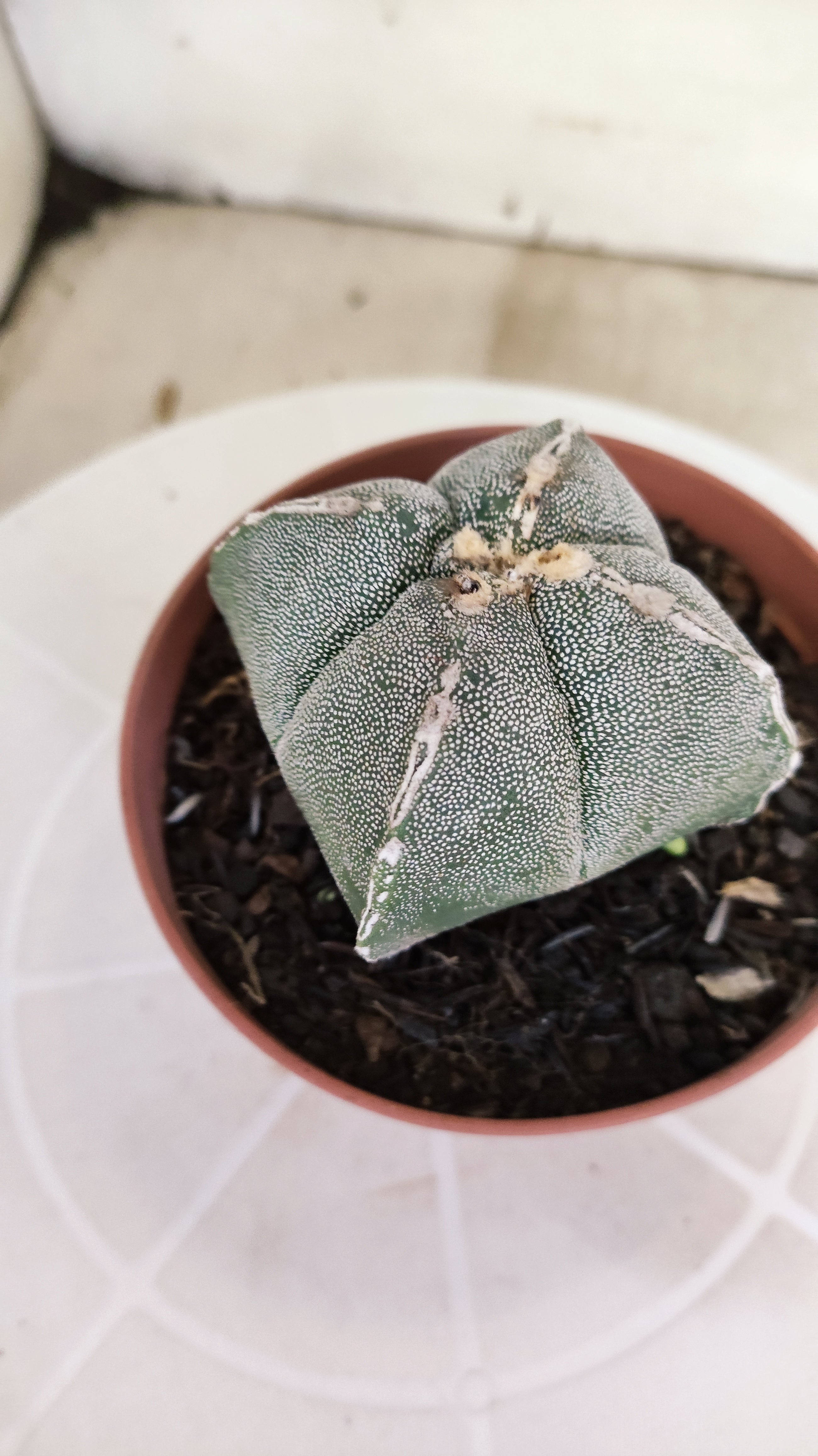 ASTROPHYTUM Myriostigma "4 Quinas"  Nº 1267 – vaso 11